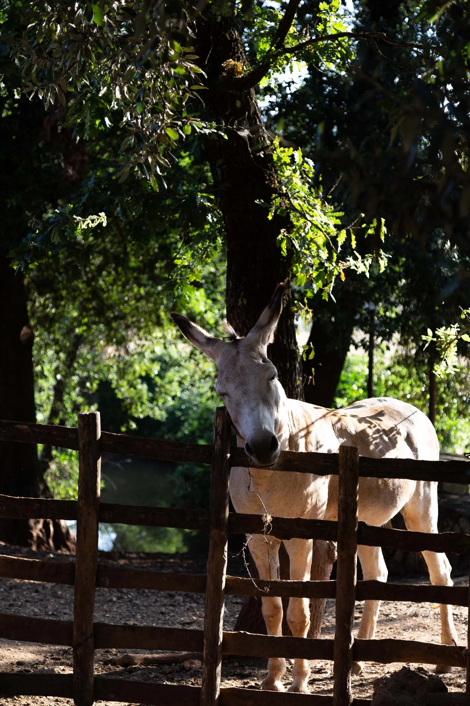Tuscany-donkey-4241.jpg