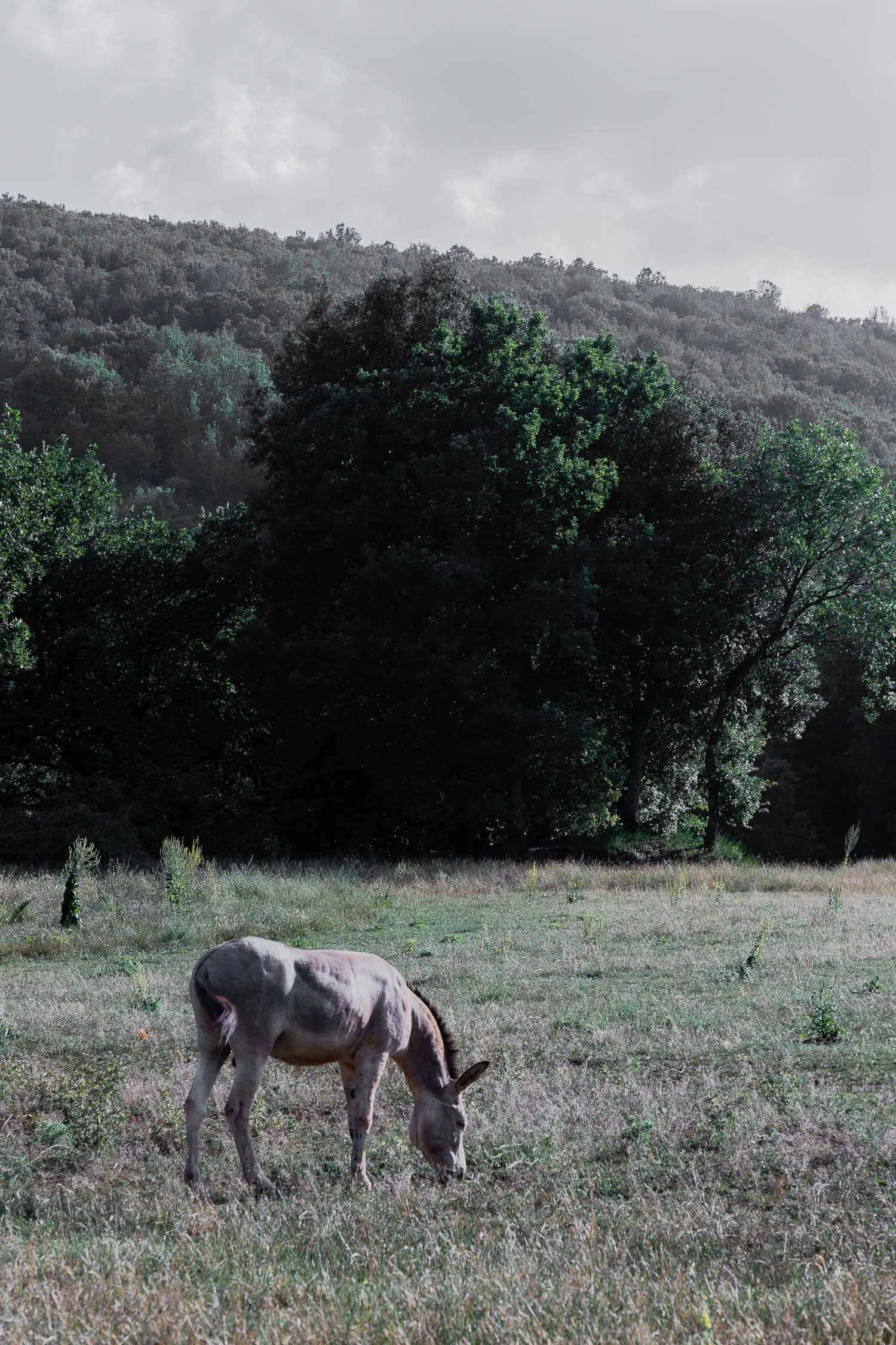 Tuscany-donkey-grazing-4165.jpg