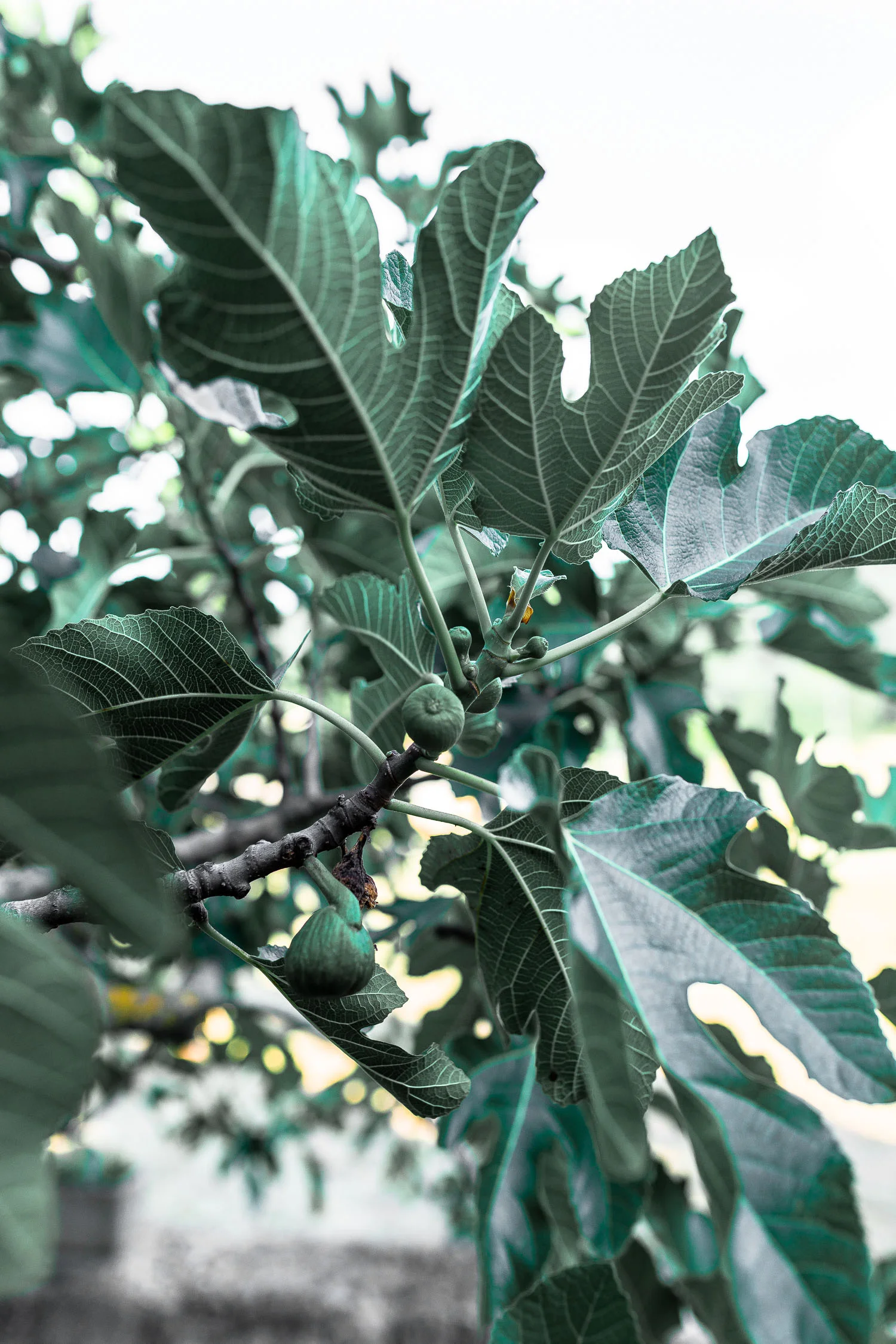 Tuscany-figues-4130.jpg