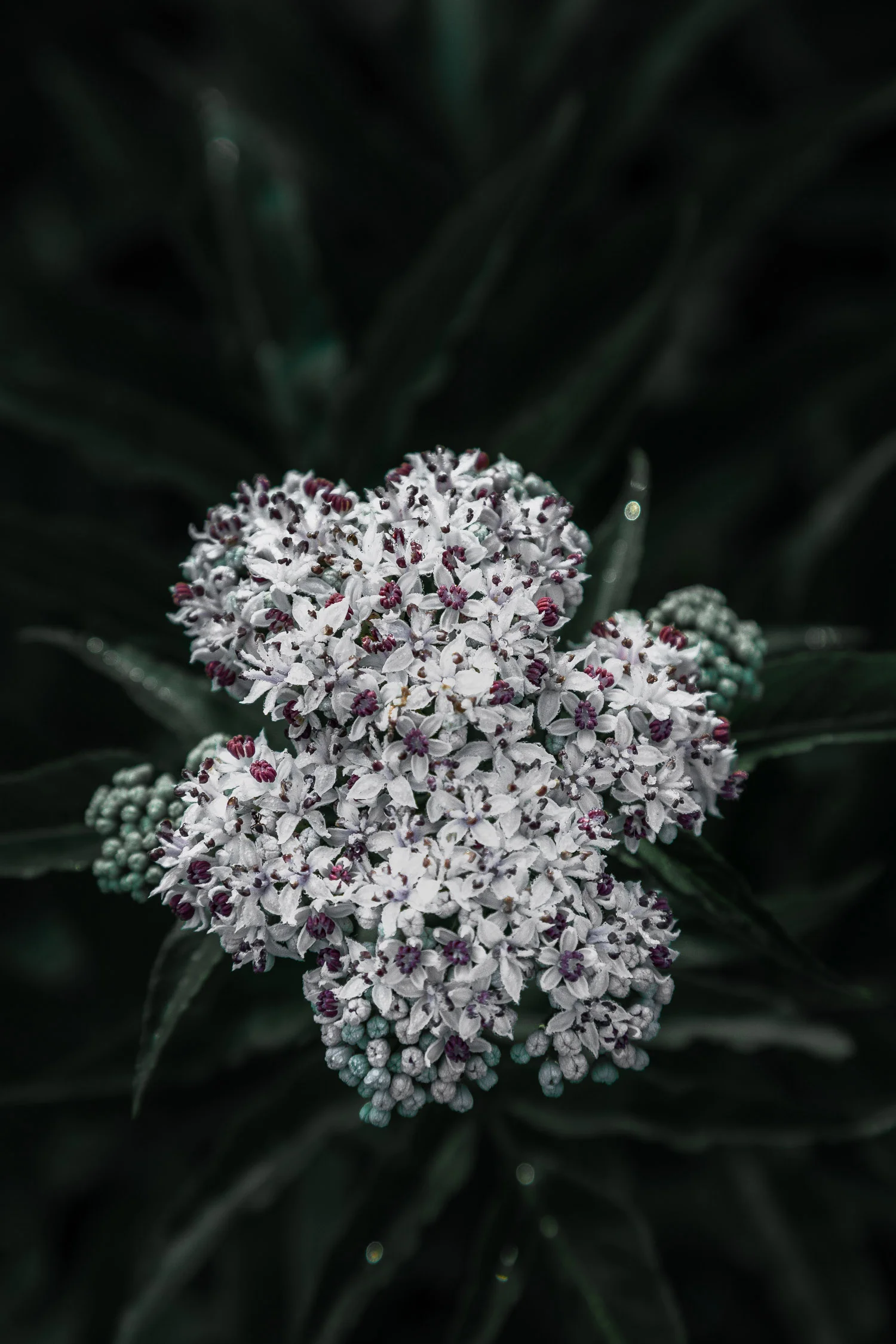 Tuscany-flower-moody-4232.jpg