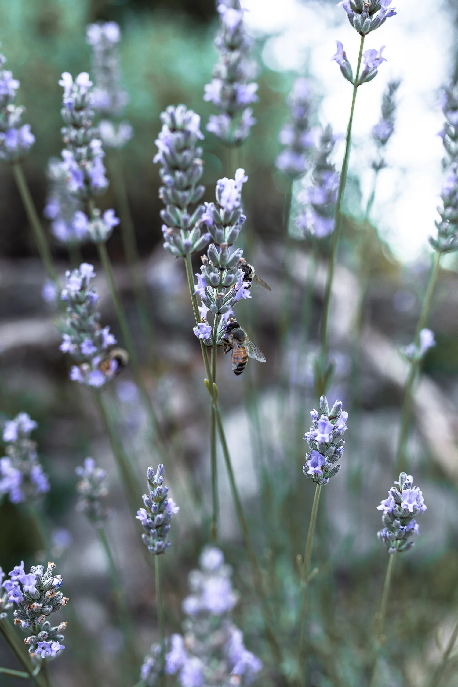 Tuscany-lavander-4099.jpg