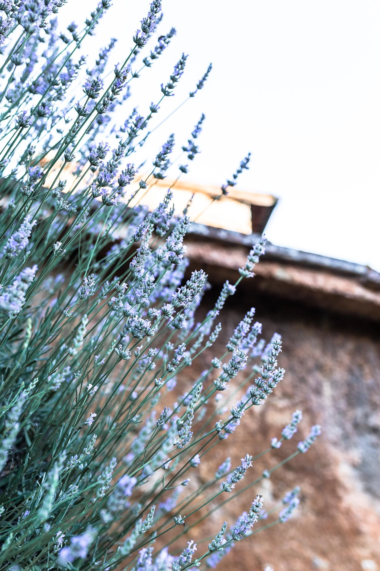 Tuscany-lavander-bush-4121.jpg