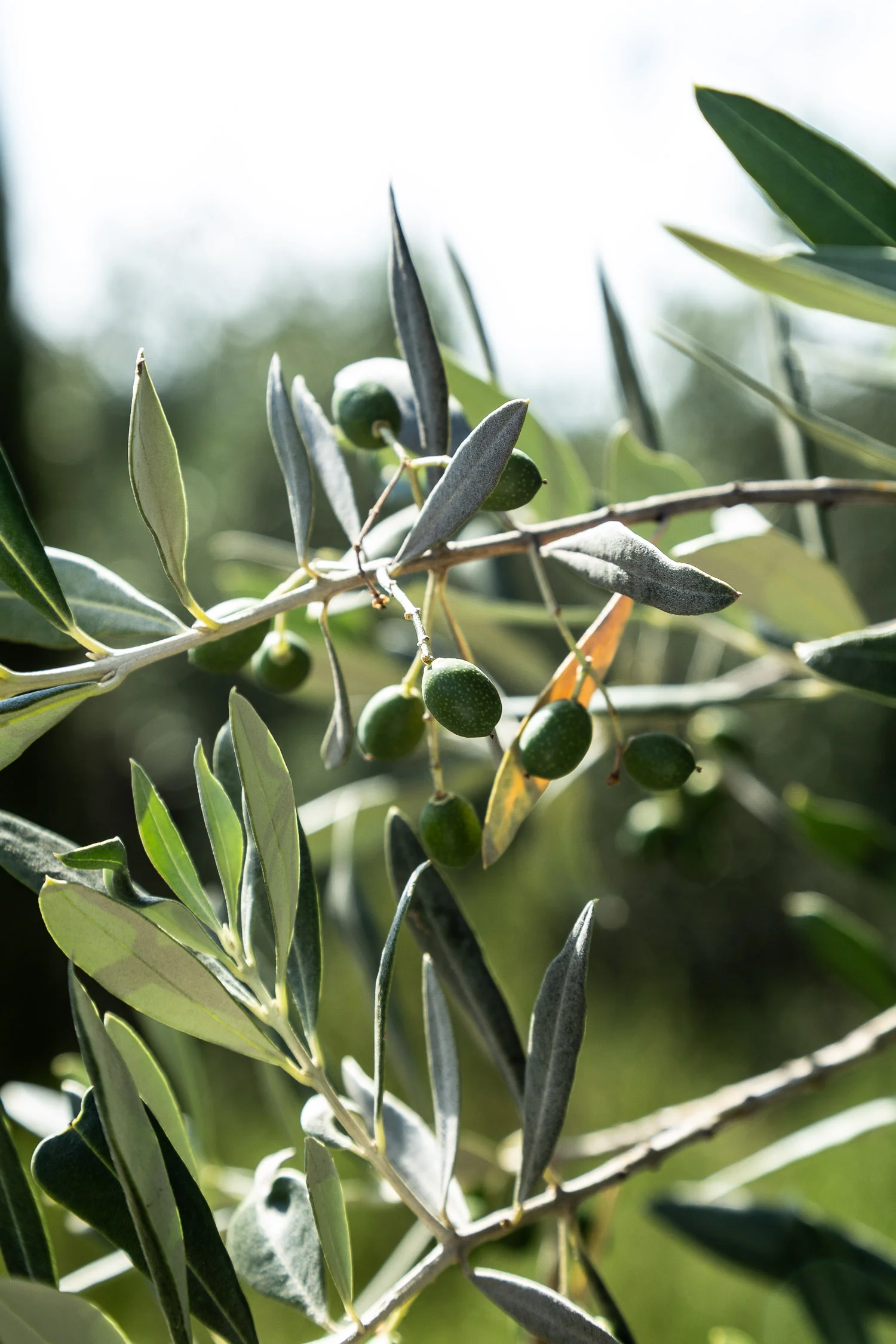 Tuscany-olive-branch-detail-5427.jpg
