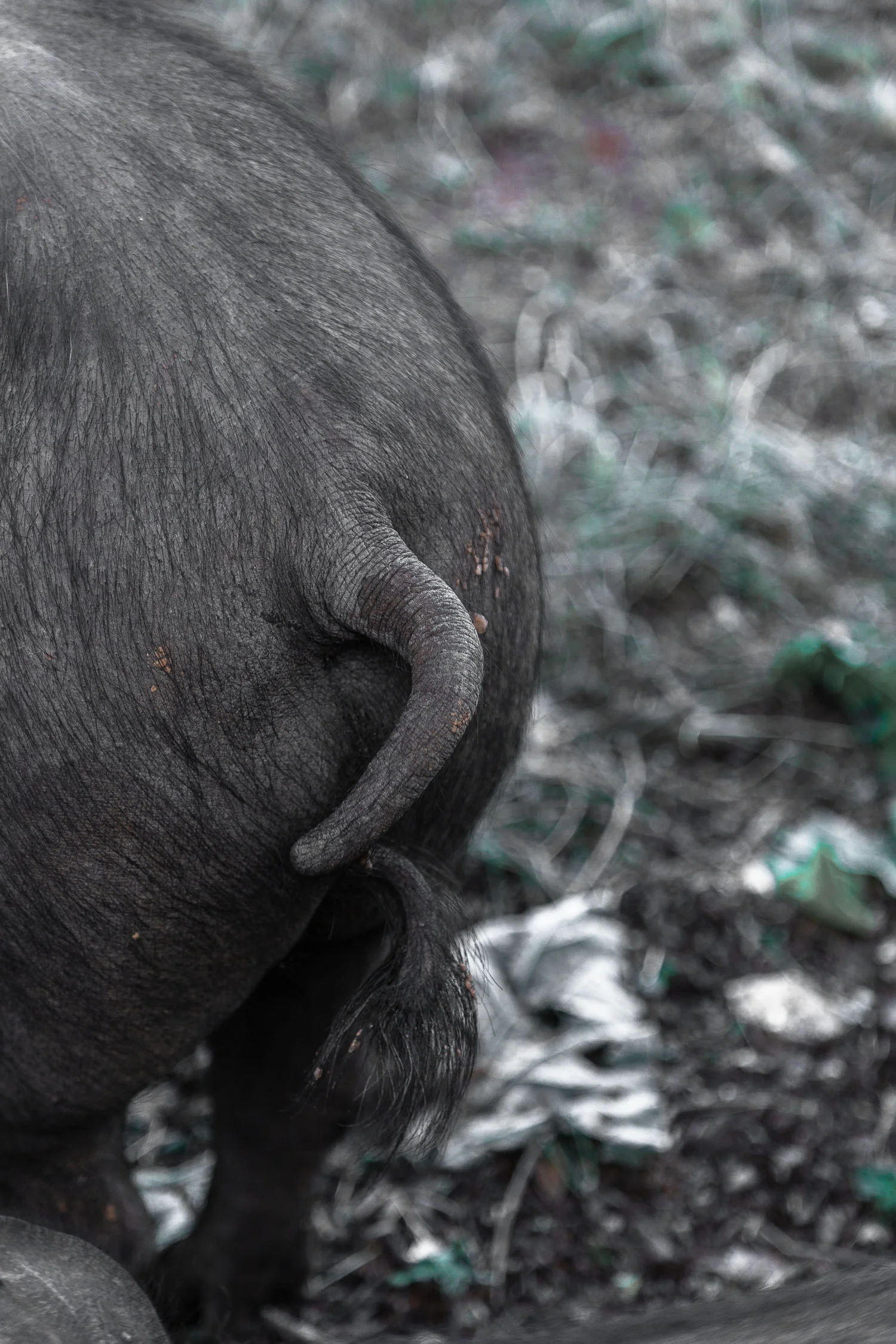 Tuscany-pig-tail-4177.jpg