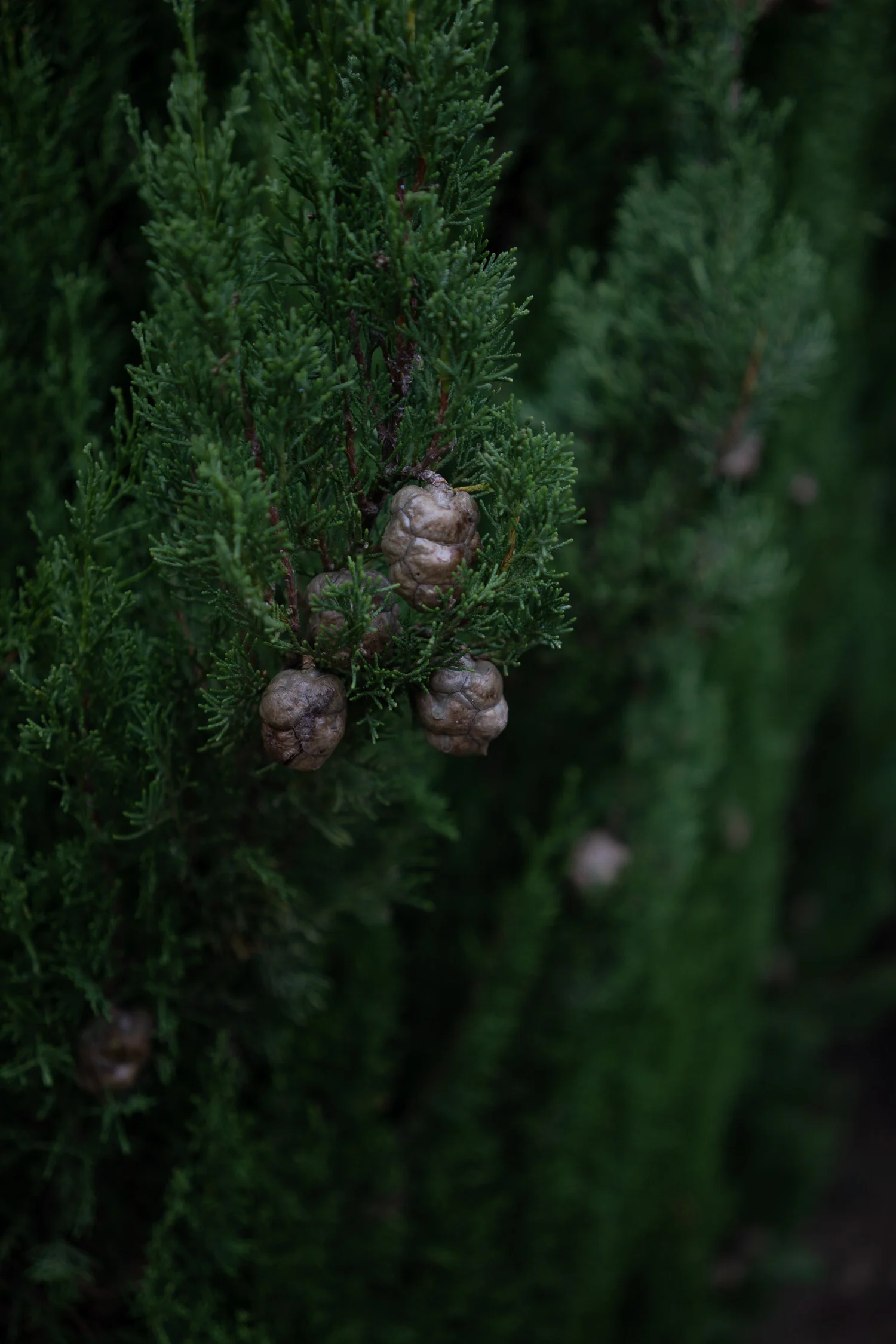 Tuscany-pine-cone-01851.jpg