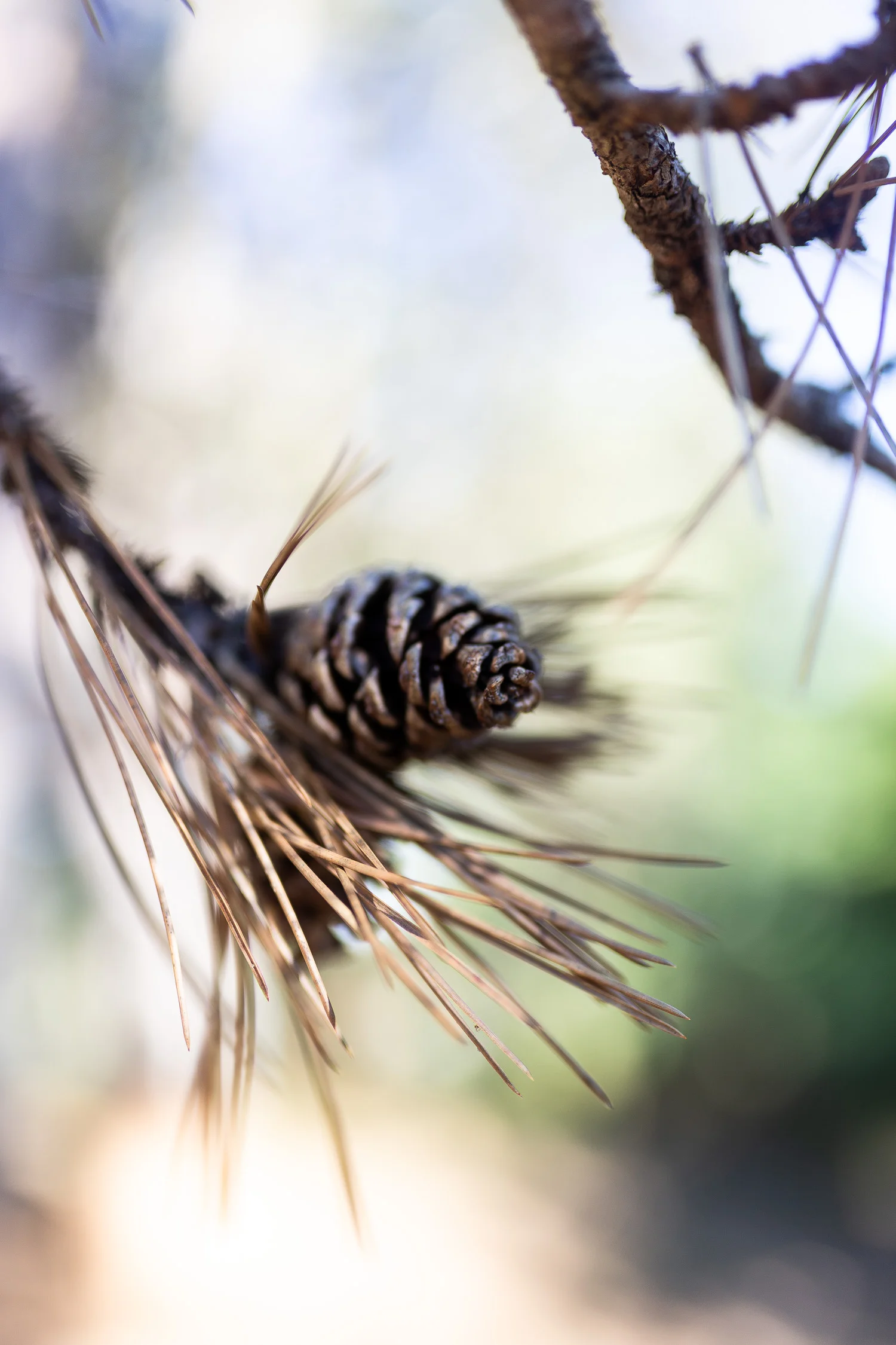 Tuscany-pine-cone-4452.jpg