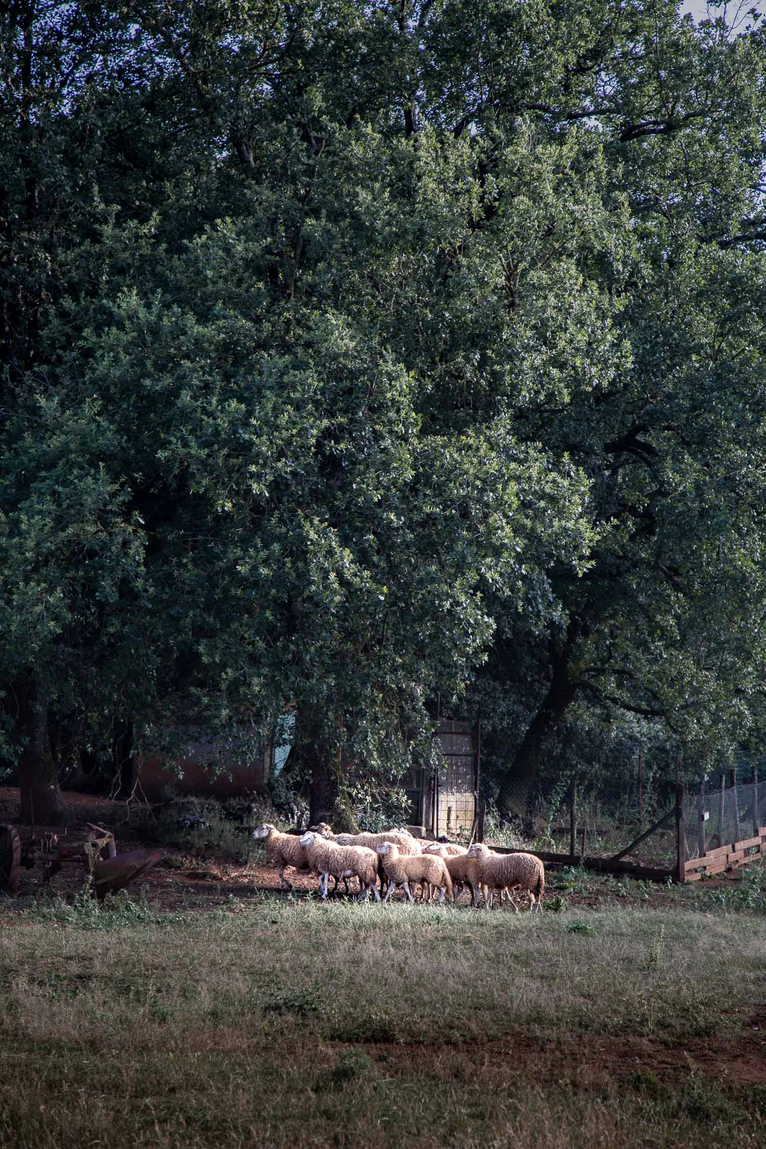 Tuscany-sheep-herd-4136.jpg