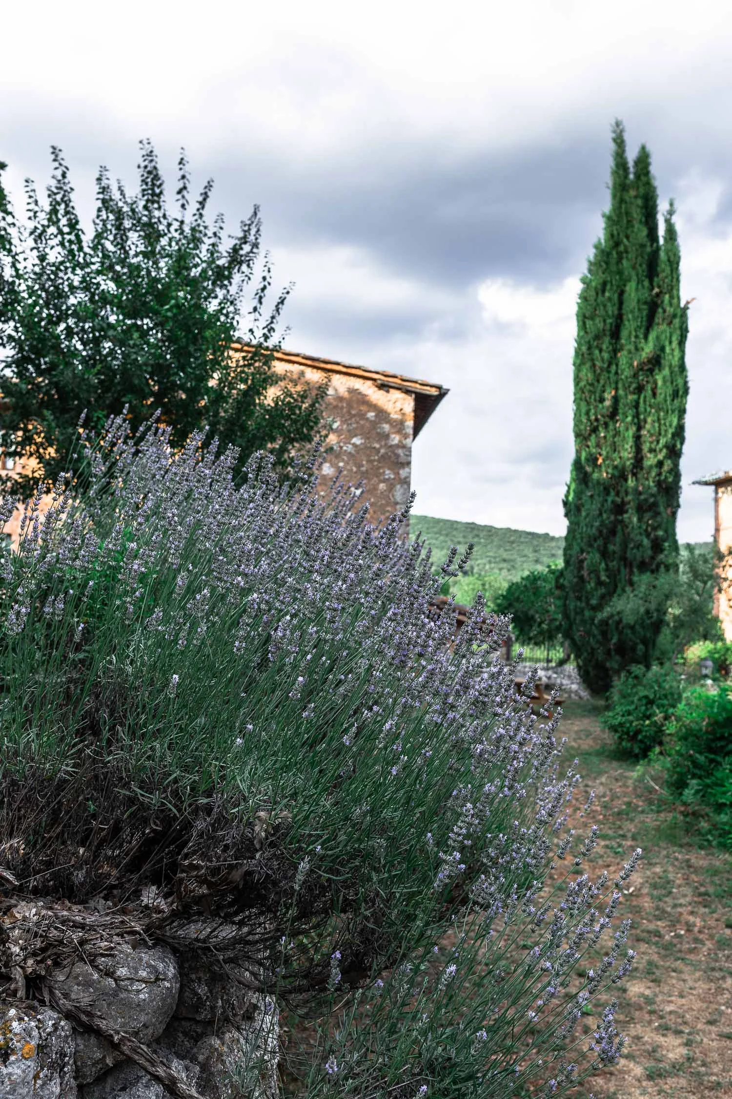 Tuscany-Simignano-lavander-bushes-5064.jpg