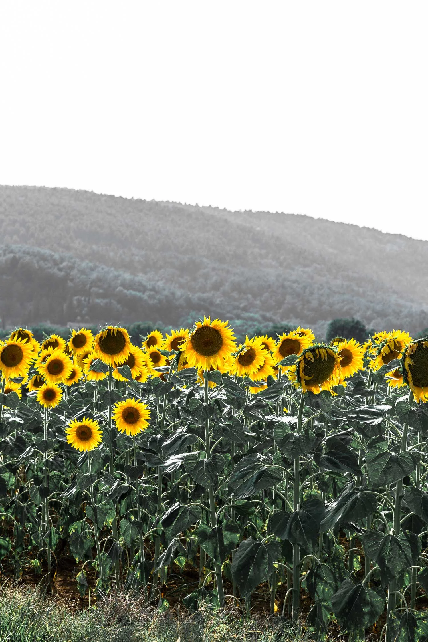 Tuscany-sunflower-field-5488.jpg