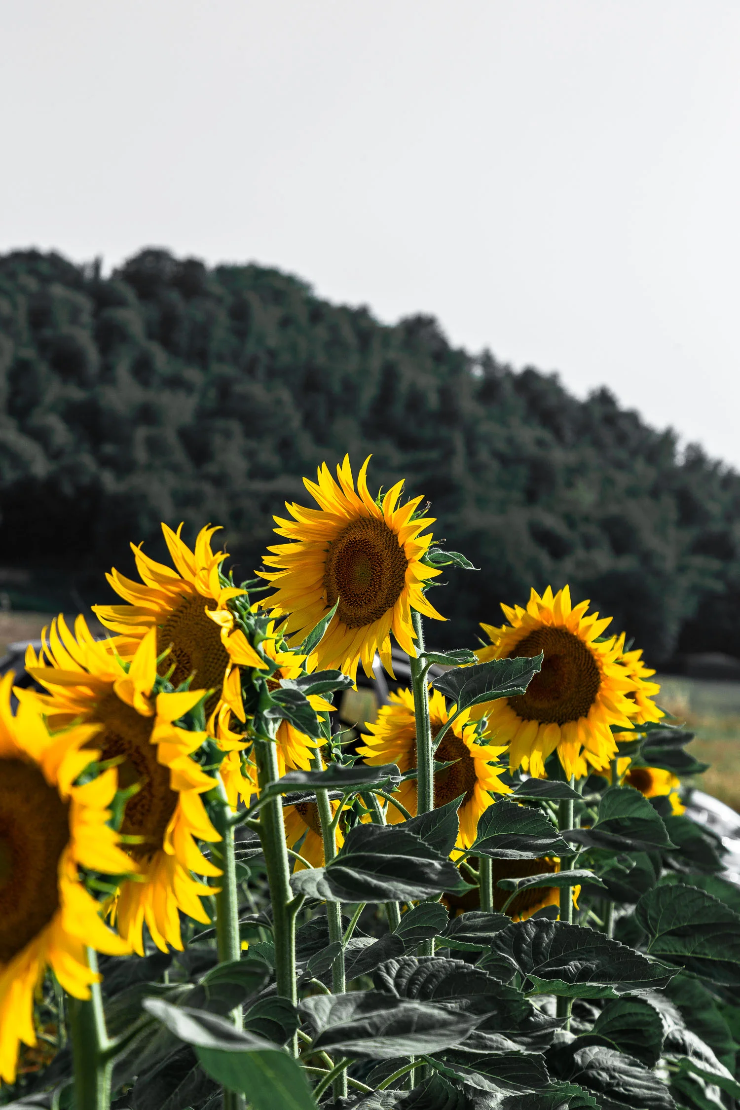 Tuscany-sunflowers-5493.jpg