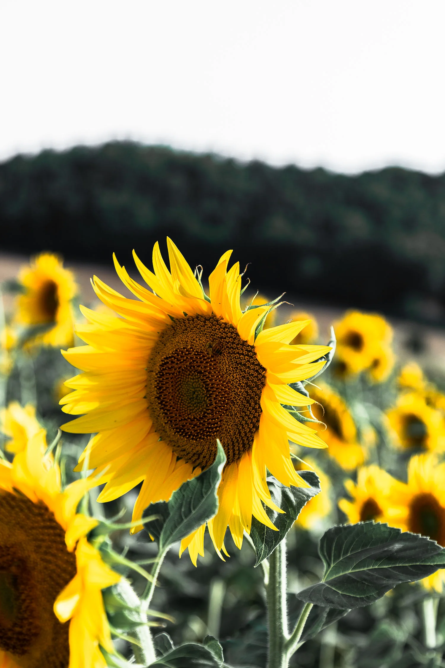 Tuscany-sunflowers-5496.jpg