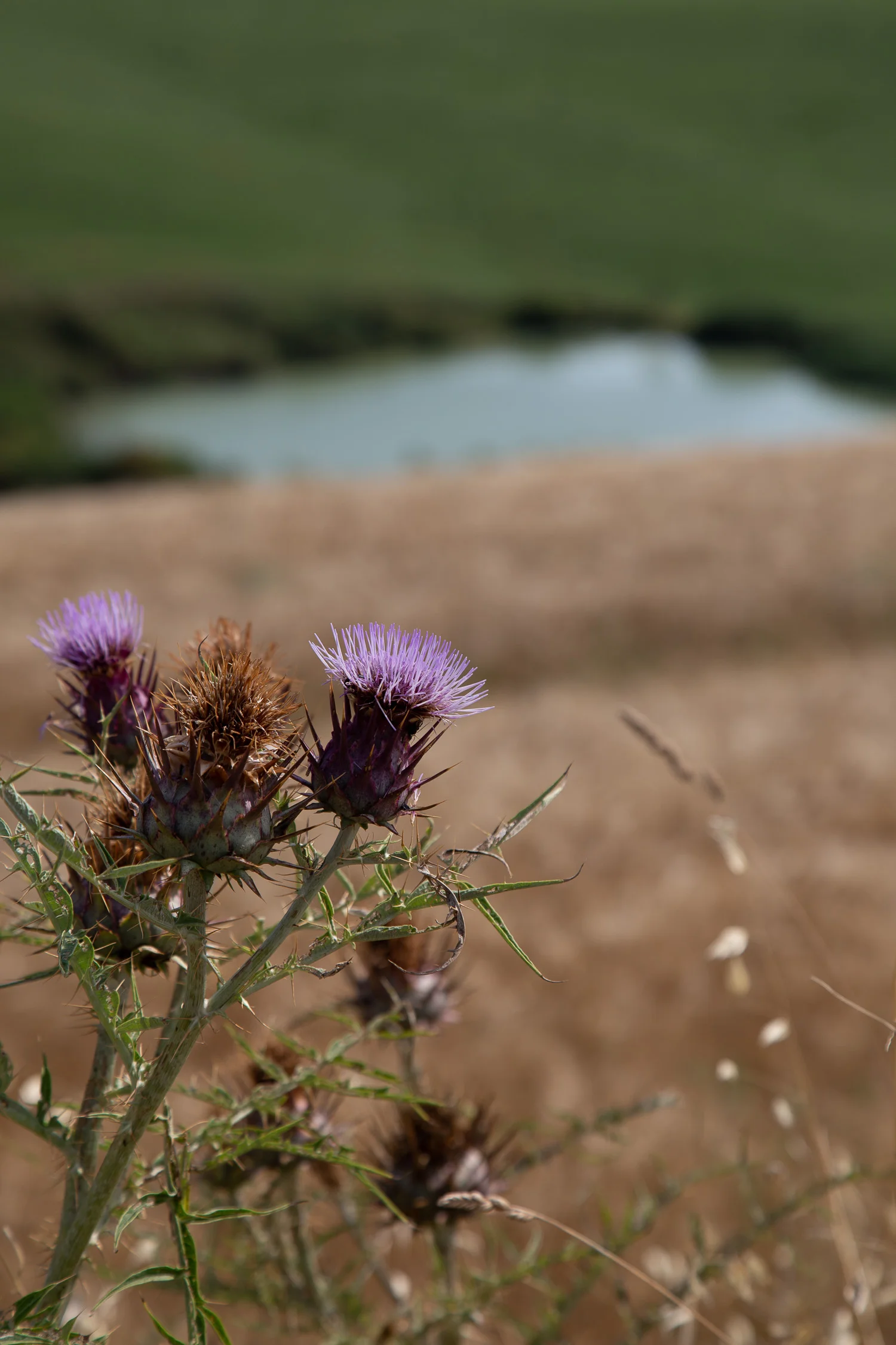 Tuscany-wild-flower-5236.jpg
