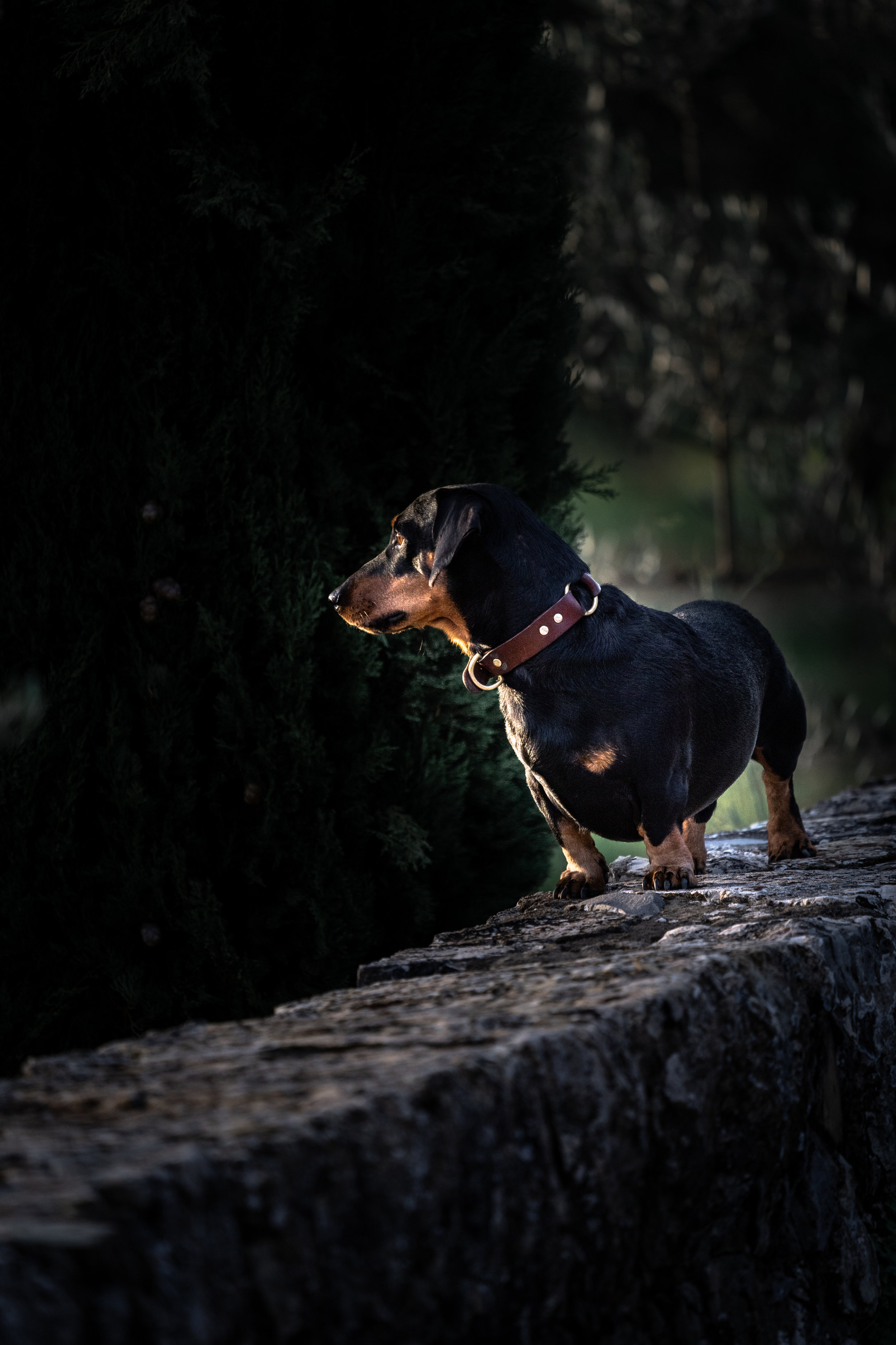 1.6 2018-11-05DSC02568 dachshund_dog_tuscany.jpg