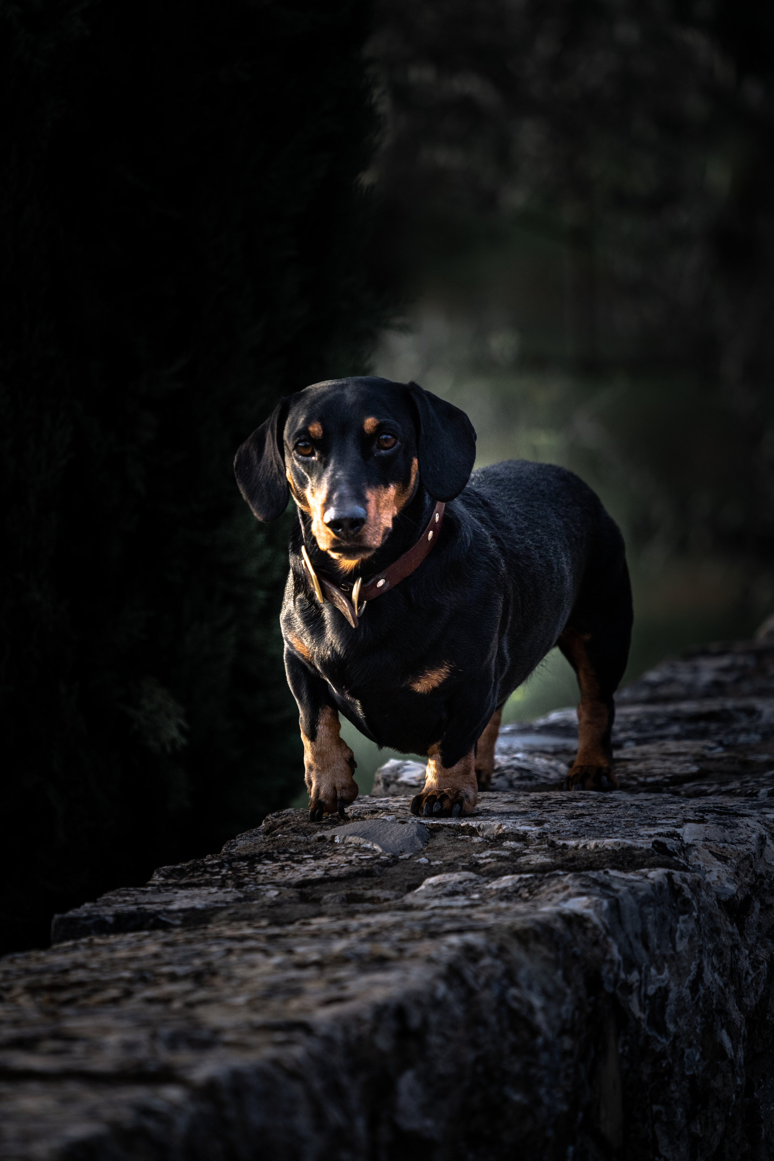 1.6 2018-11-05DSC02573 walk_daschund_tuscany.jpg