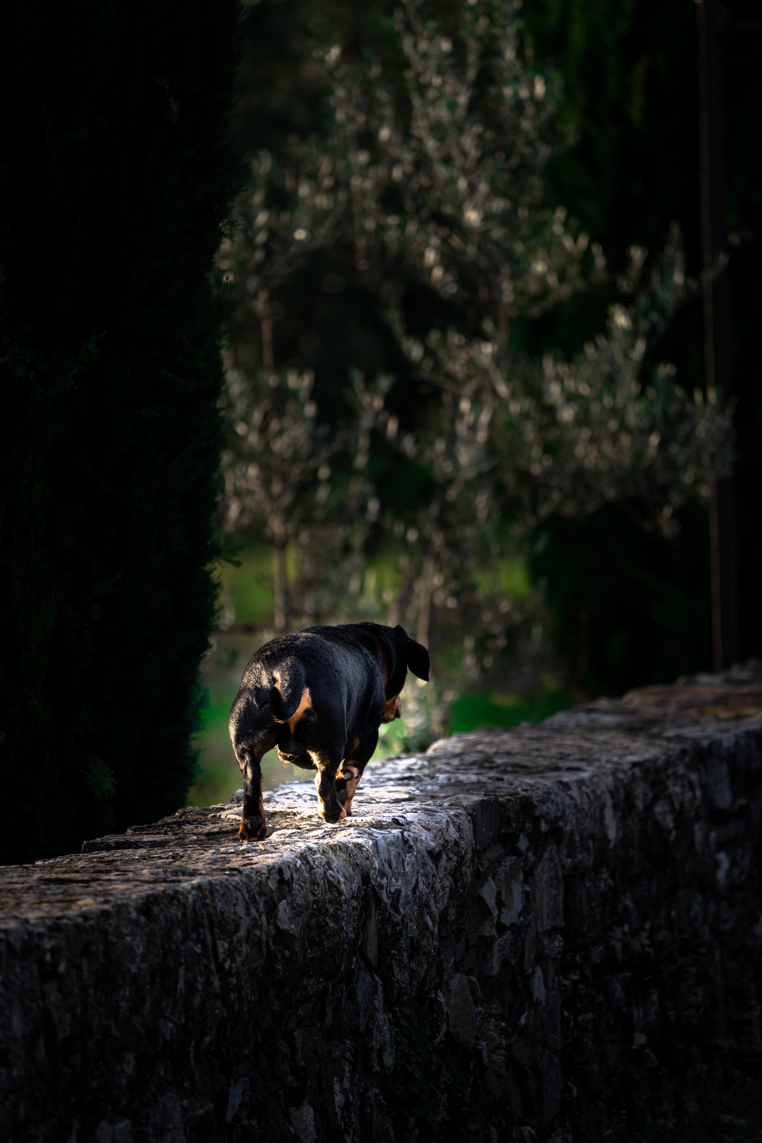 1.6 2018-11-05DSC02561 Tuscany_daschund_dog_walk.jpg