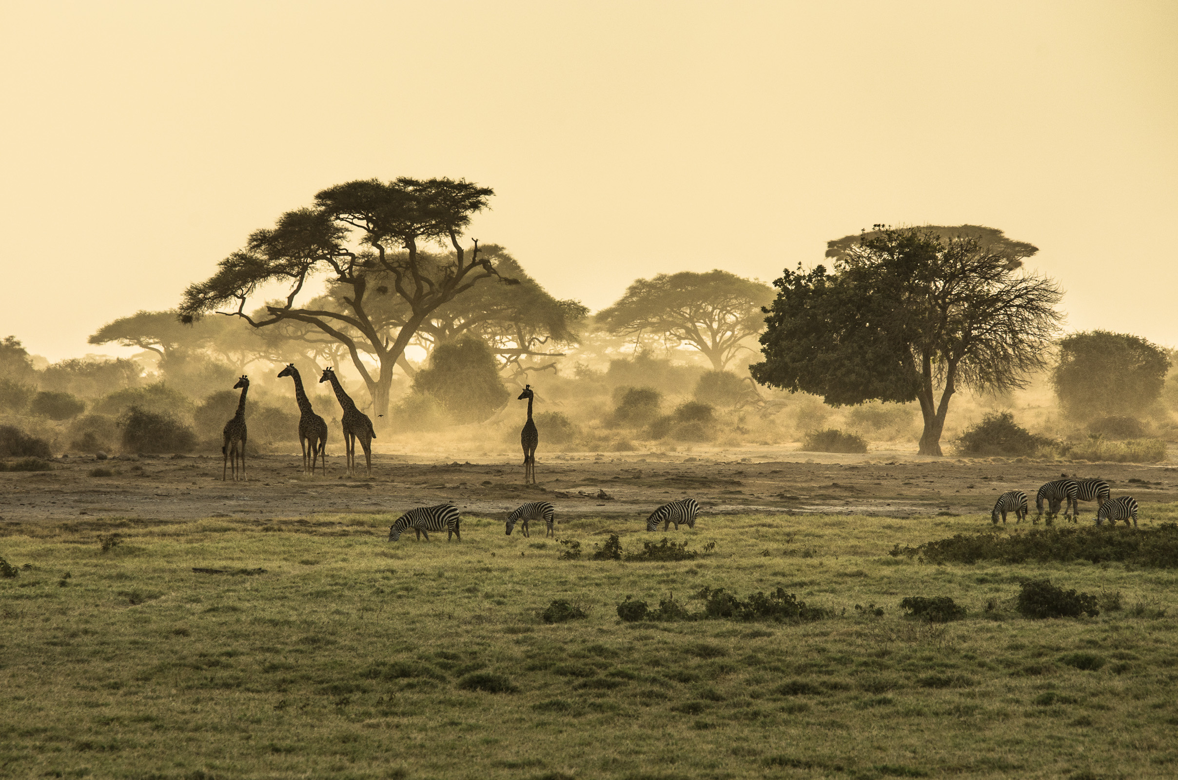 Silhouette di giraffe