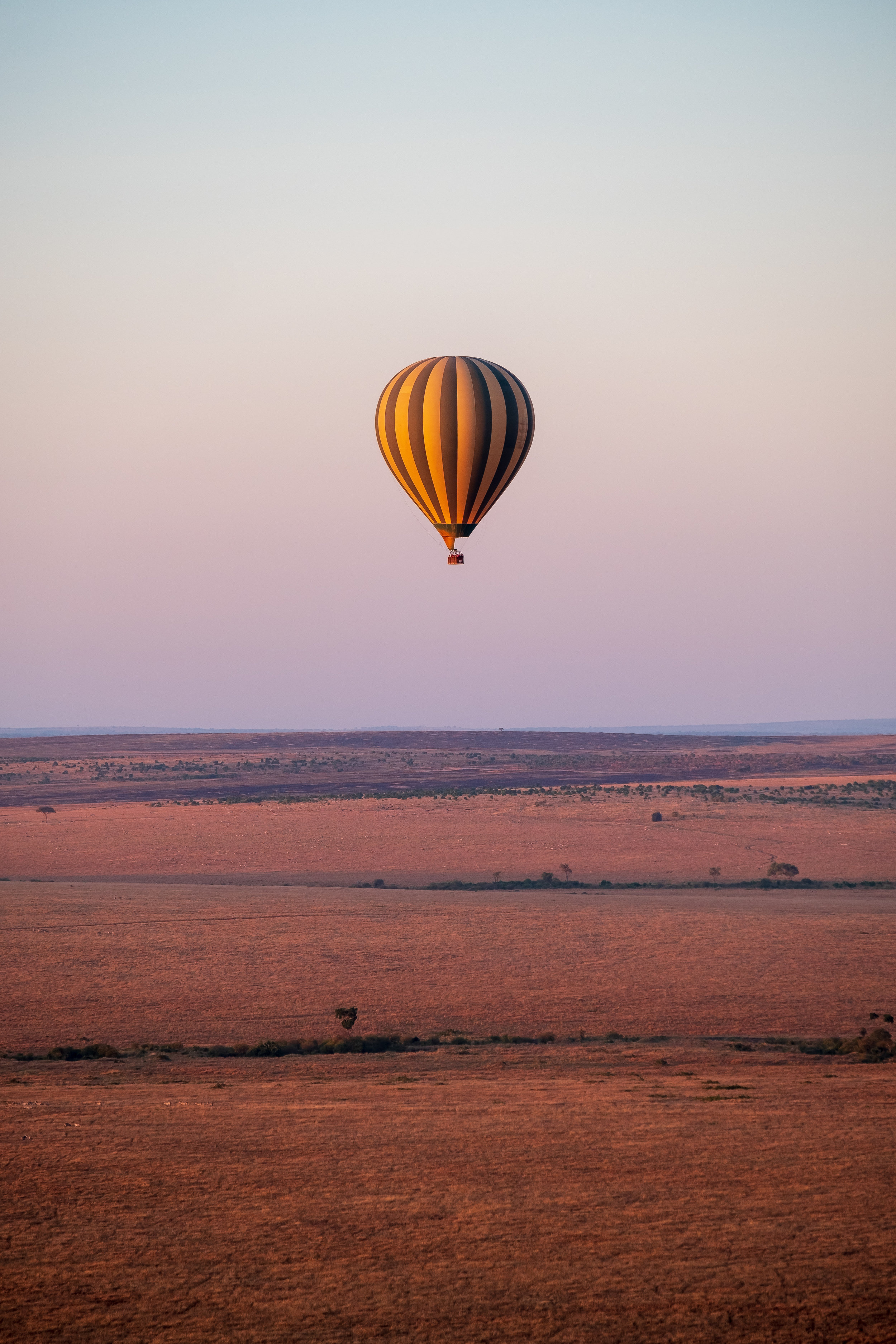 balloons flying over savanna
