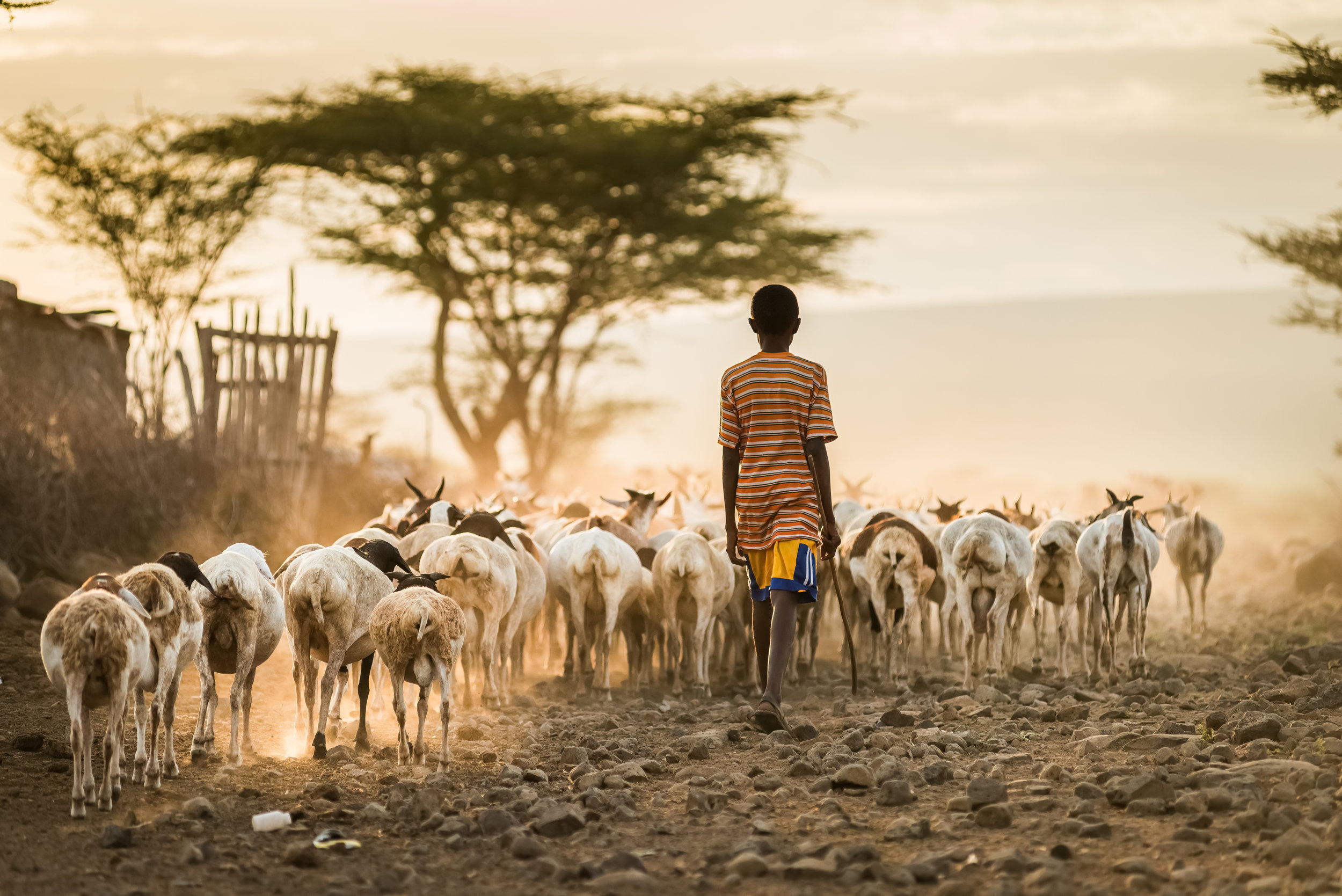 African Livestock