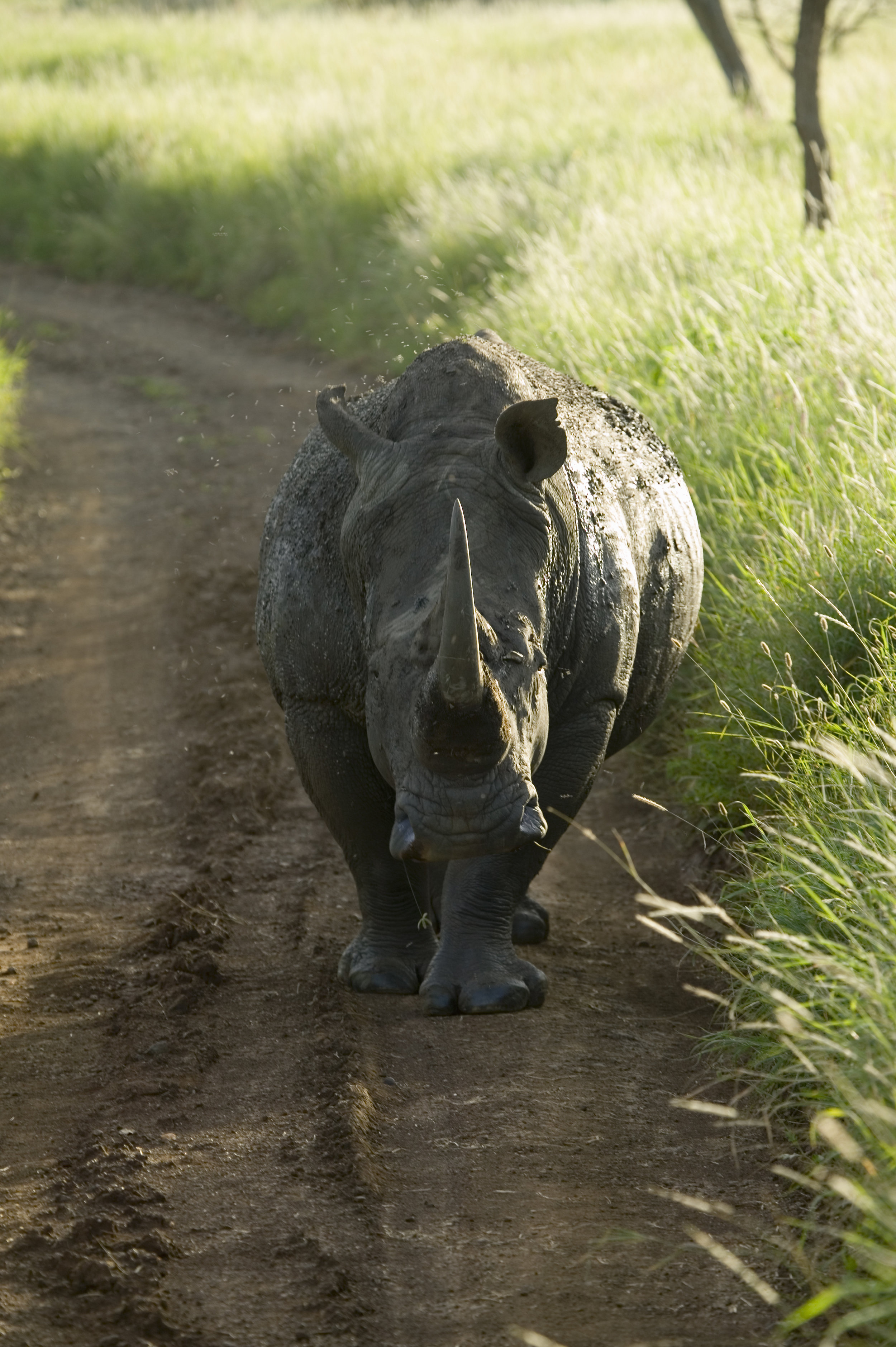 Endangered White Rhino in the middle of the road of Lewa Wildlife Conservancy, North Kenya, Africa