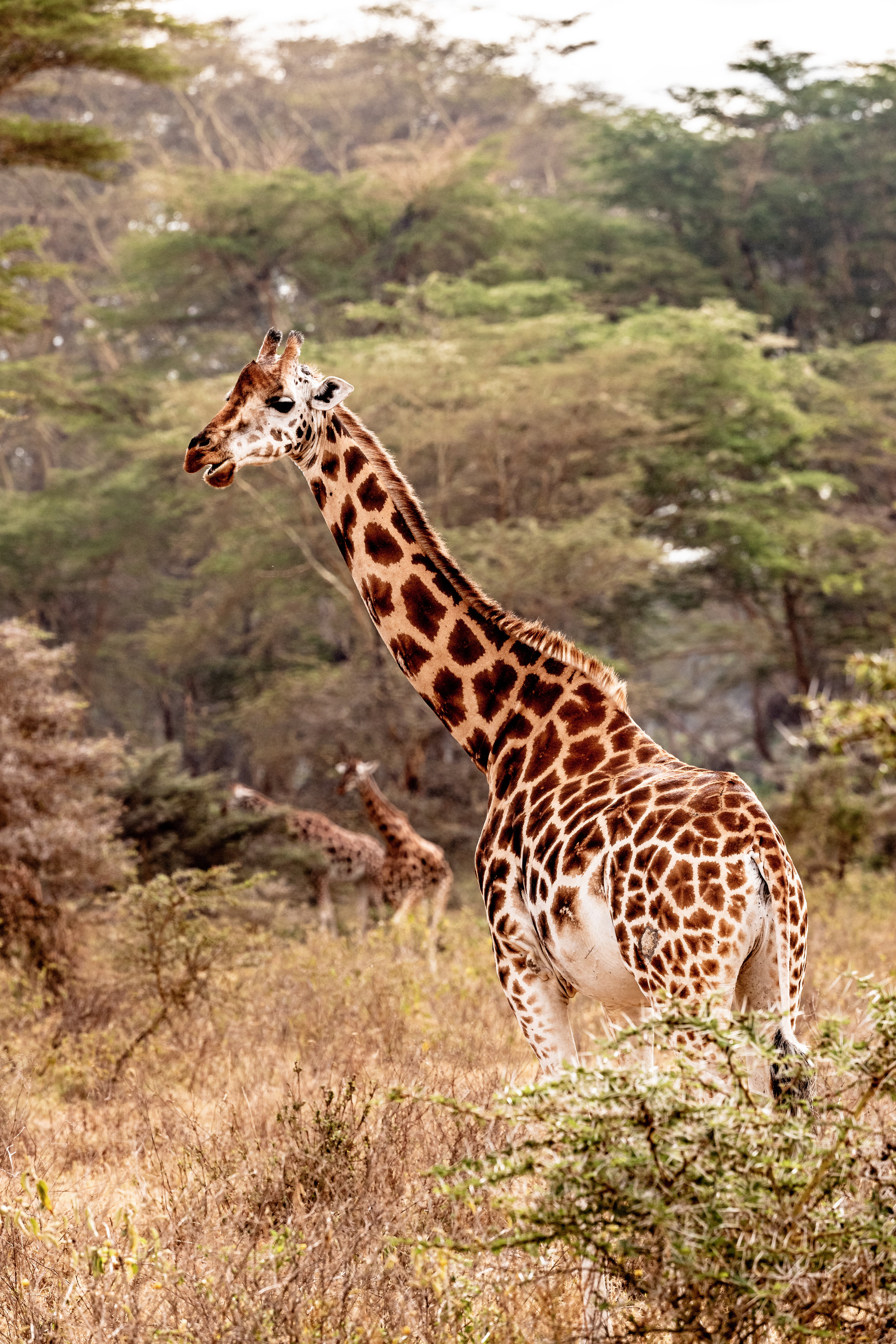 Rothschild Giraffe in Lake Nakuru