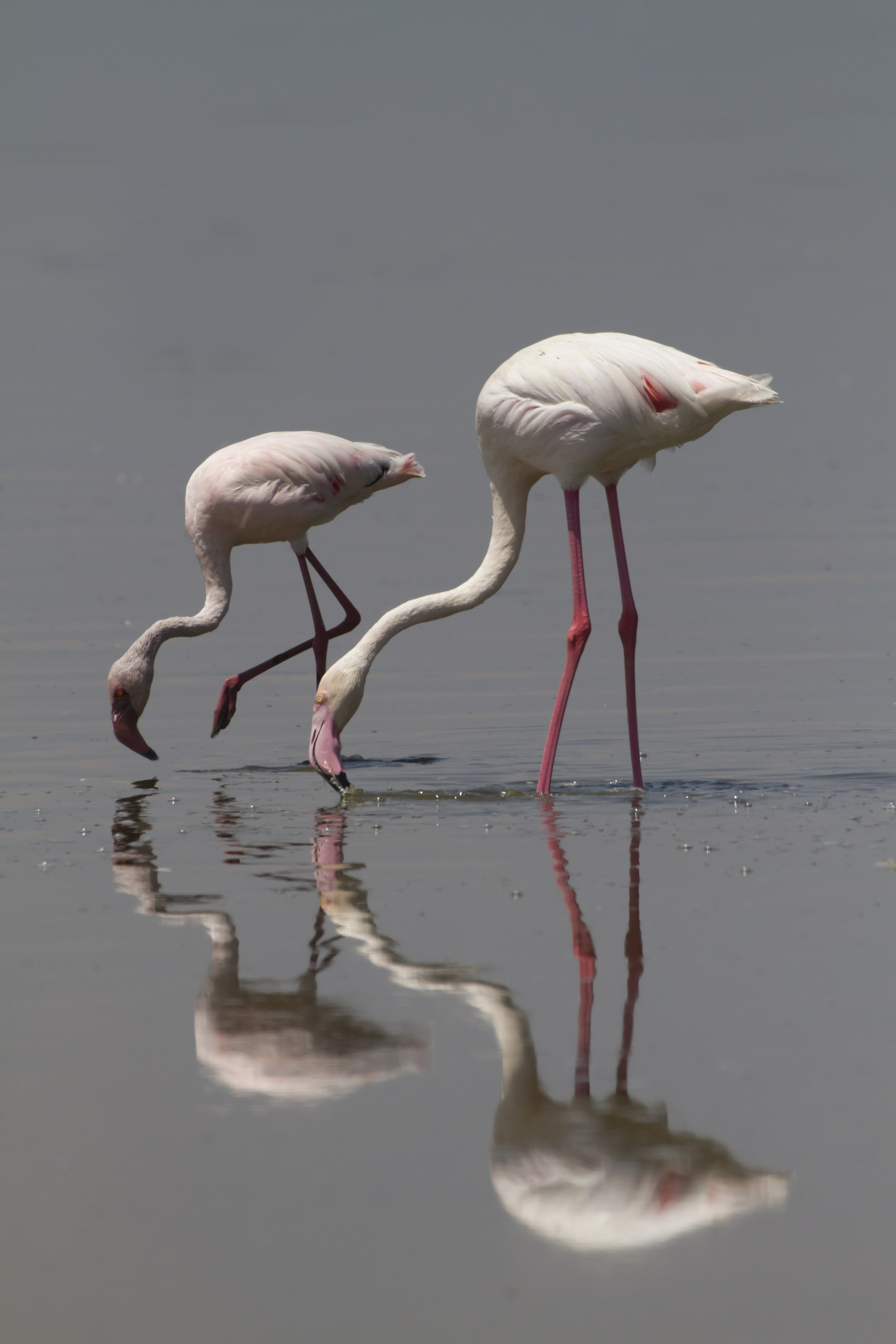 Double Vision - Two greater flamingos lower their long necks to forage in the waters of Lake Nakuru. Lake Nakuru national park, Kenya, Africa.