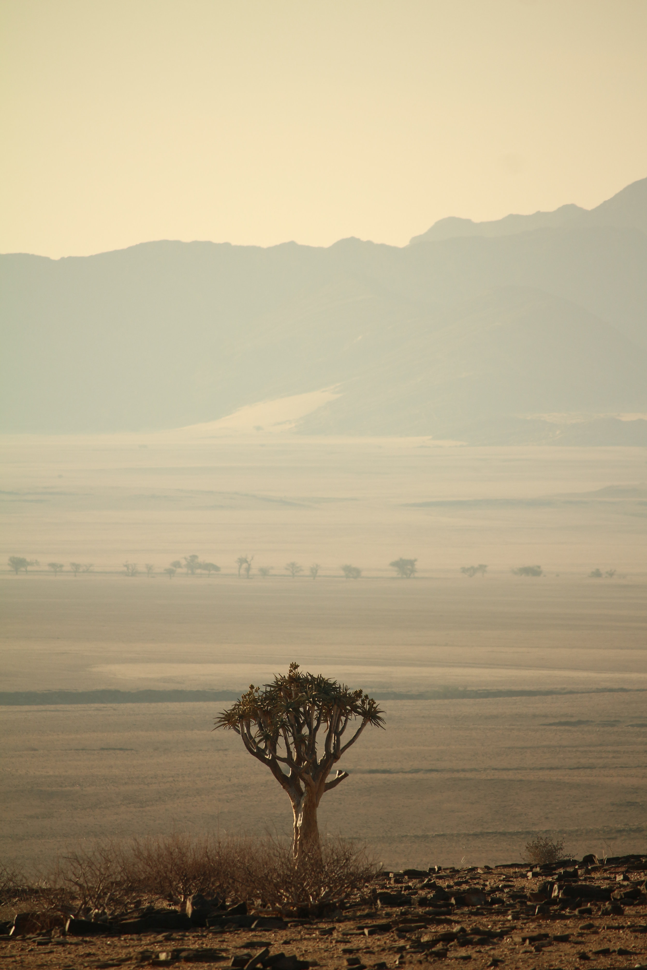 Köcherbaum Namibia