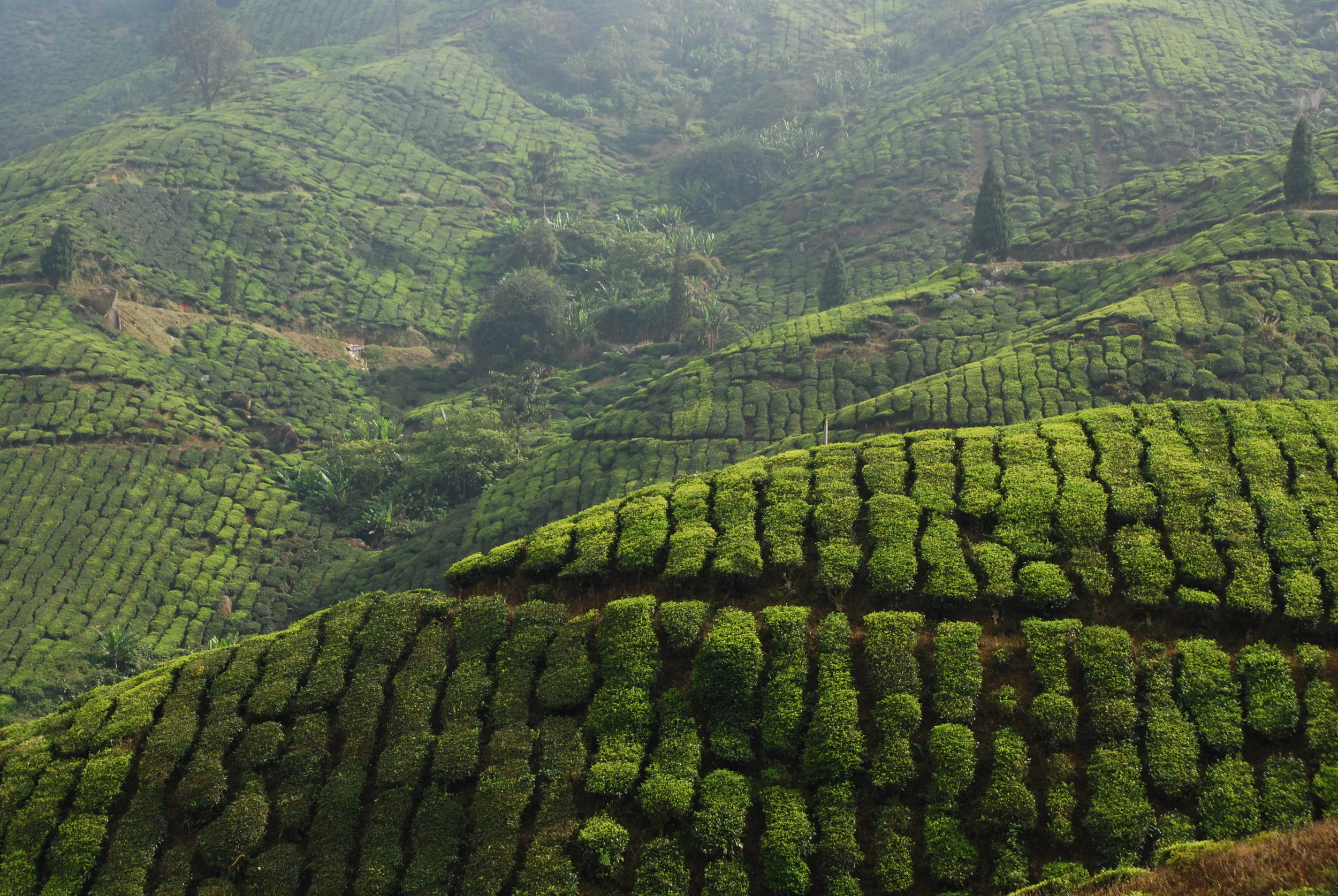 Plantation de thé