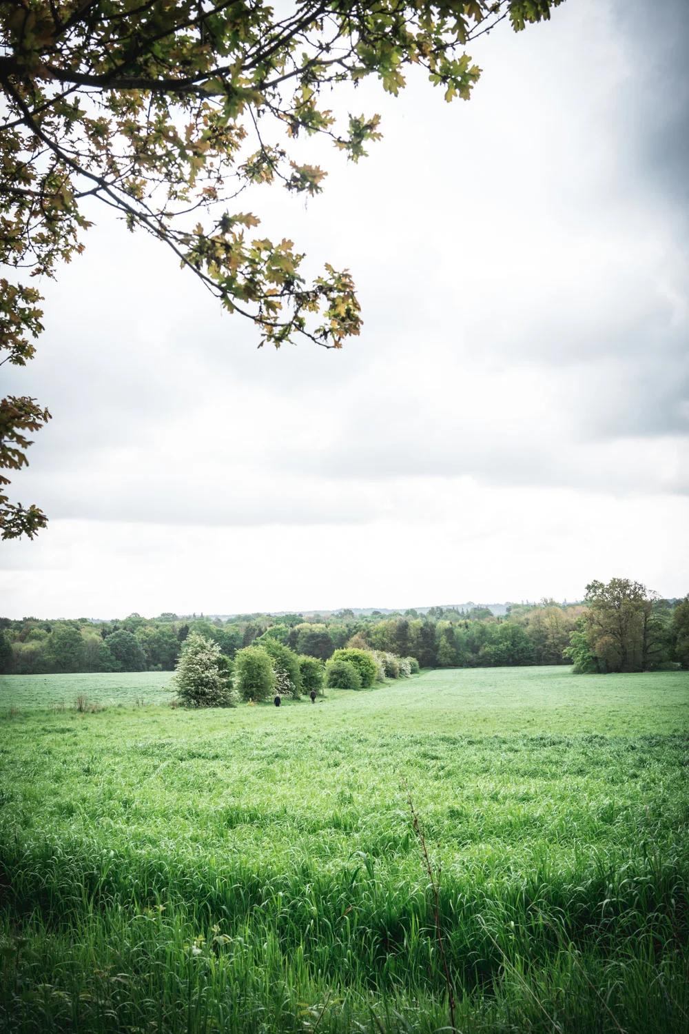 Kentish-countryside-06326.jpg