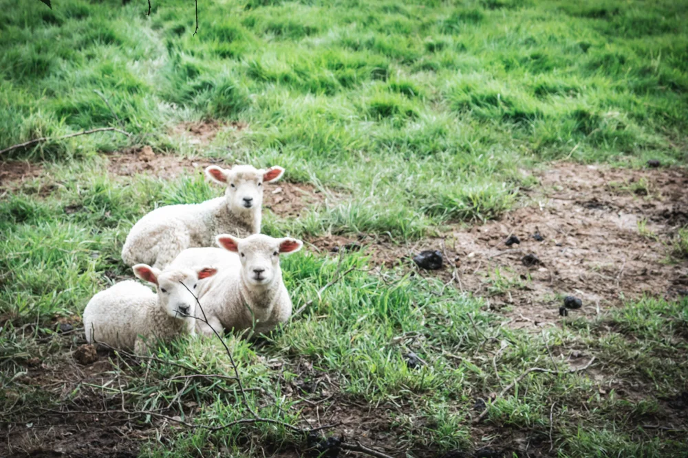 Lambs.jpg