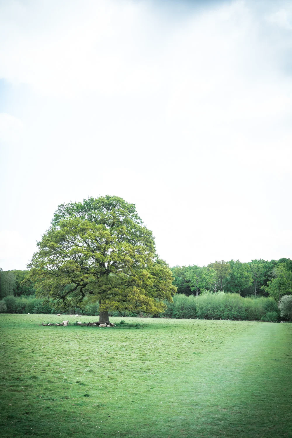 Oak-tree-in-the-field-100-acre-wood.jpg