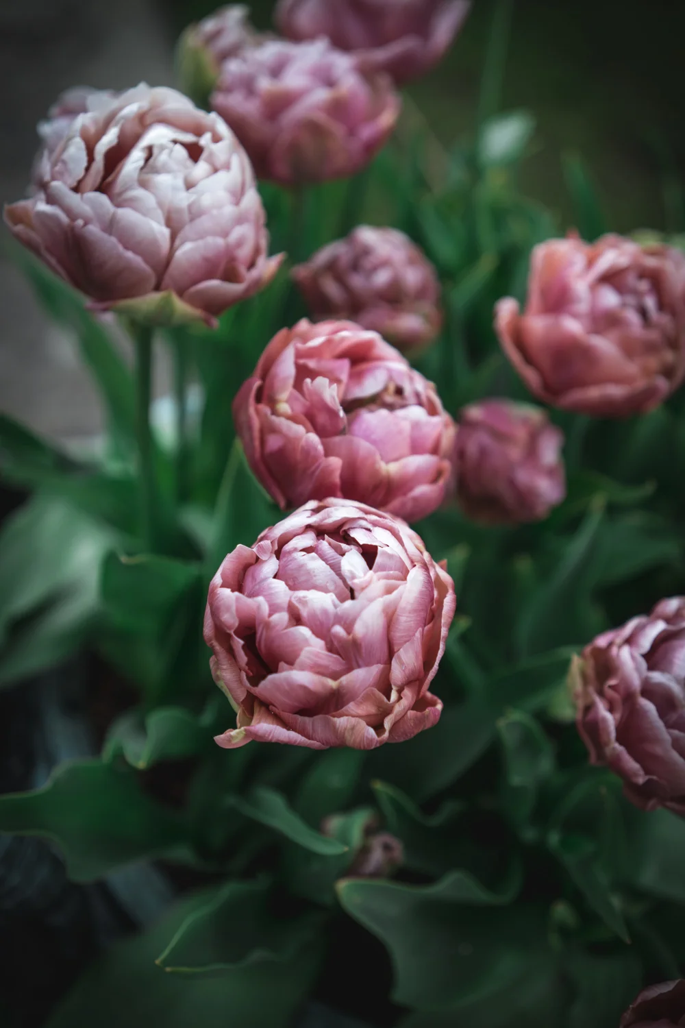 Pink-Tulips-.jpg