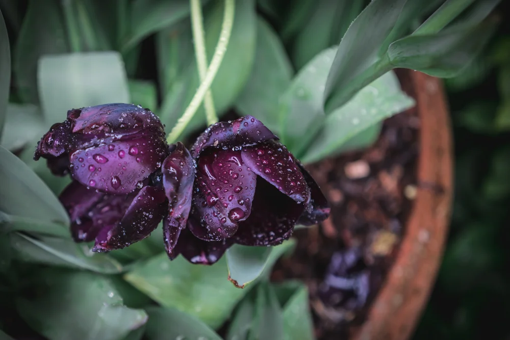 Sissinghurst-Castle-Black-Tulips.jpg
