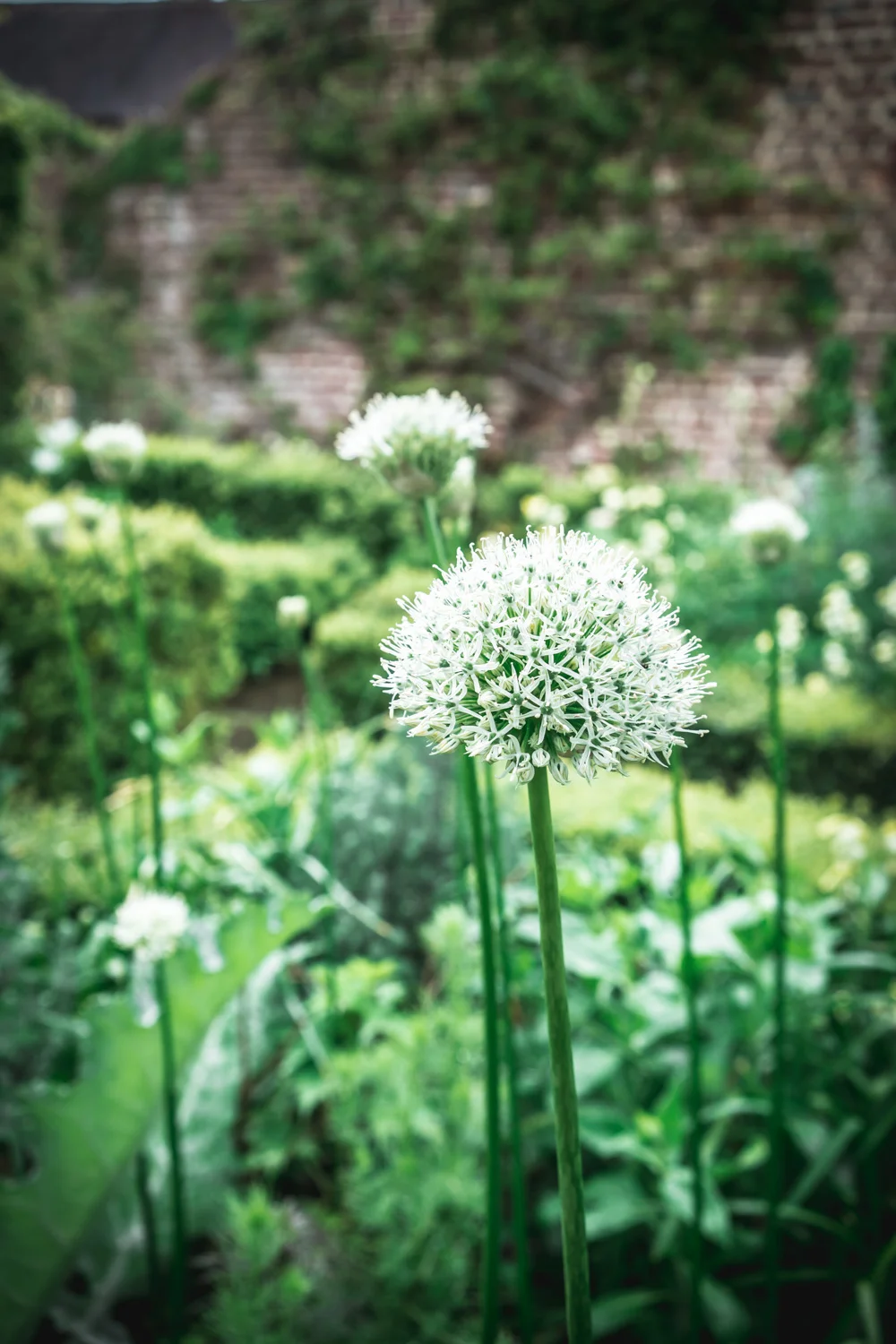 Sissinghurst-Castle-The-White-Garden.jpg