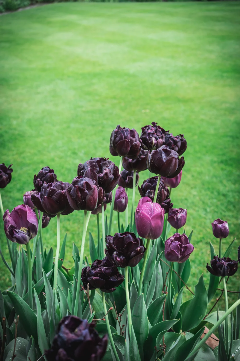 Sissinghurst-Castle-Black-Tulips.jpg