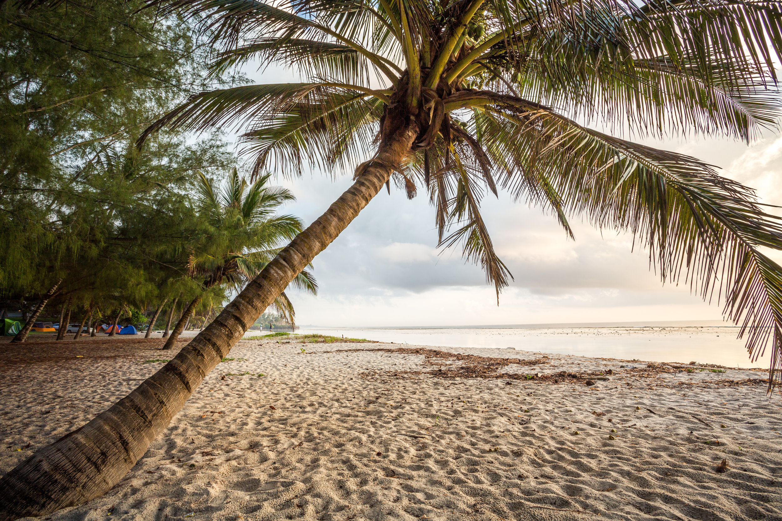 Paradise beach with white sand and palms