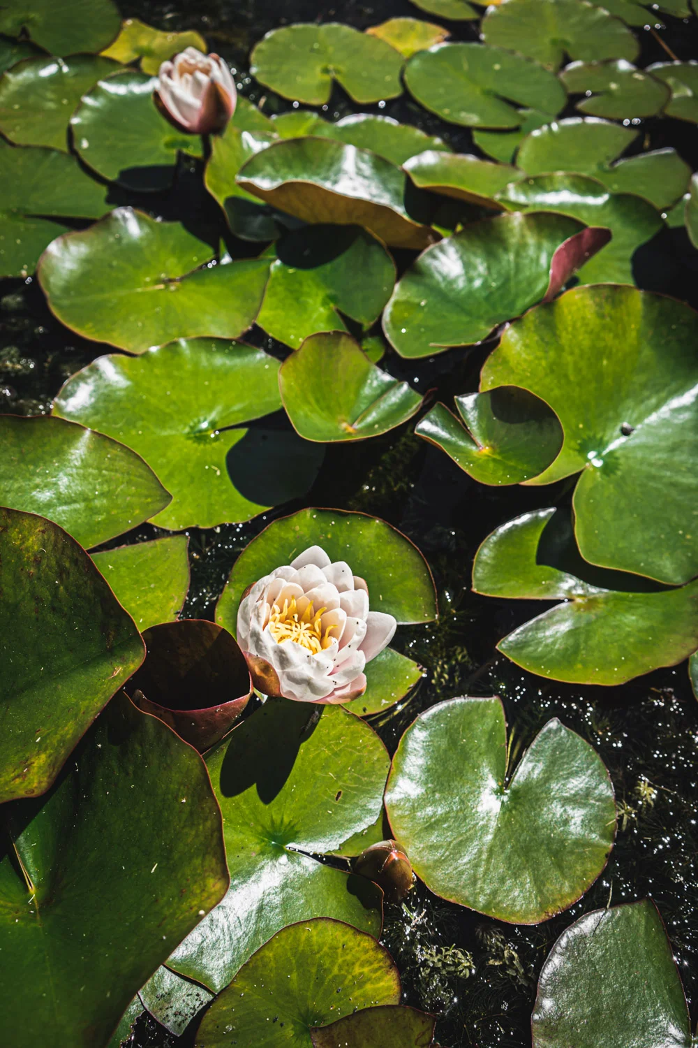 Monk's house-lily-pads.jpg