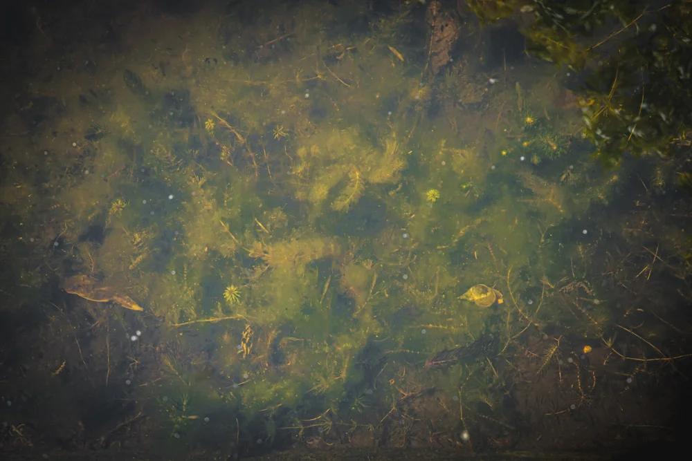 Monk's house-newts.jpg