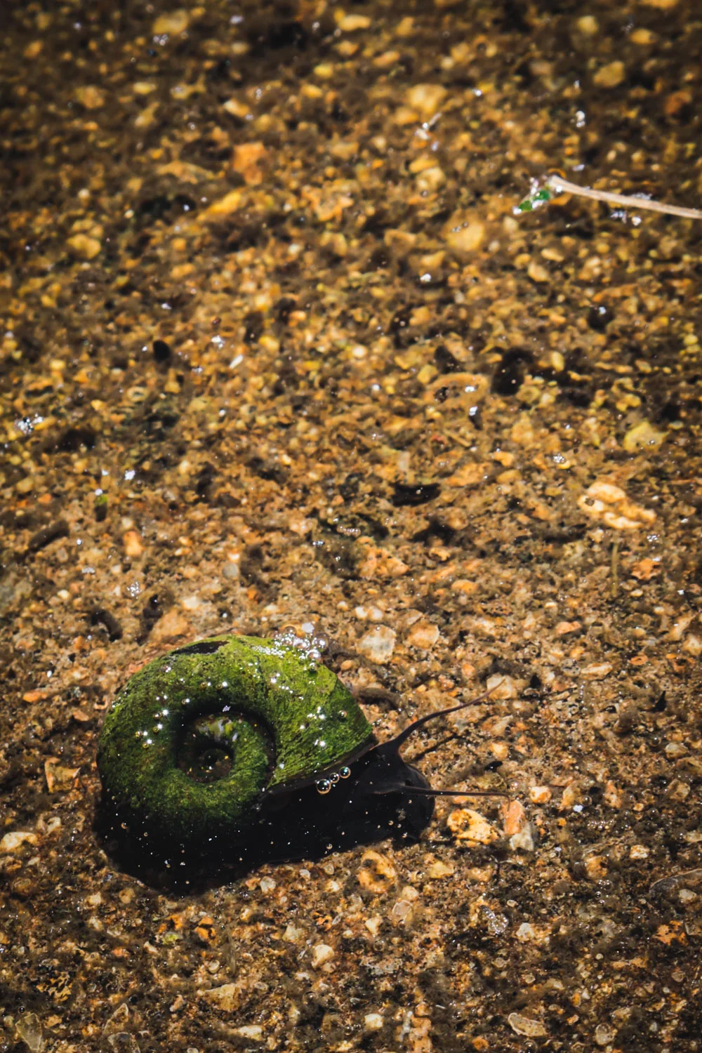 Monk's house-water-snails.jpg