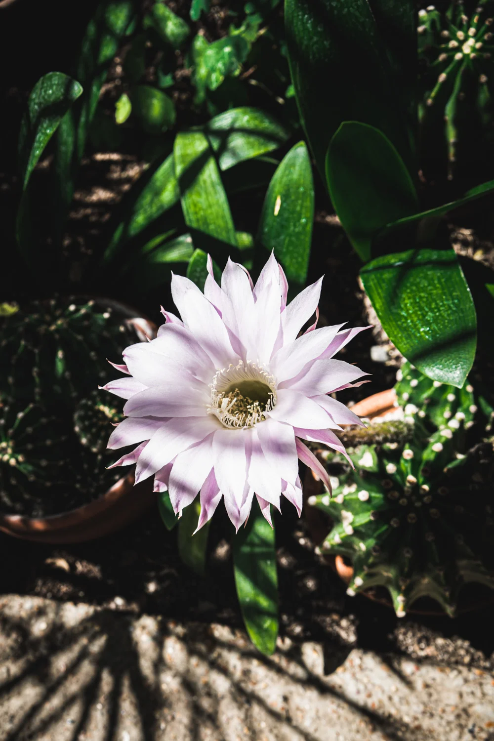 Monk's house-cacti-flower.jpg