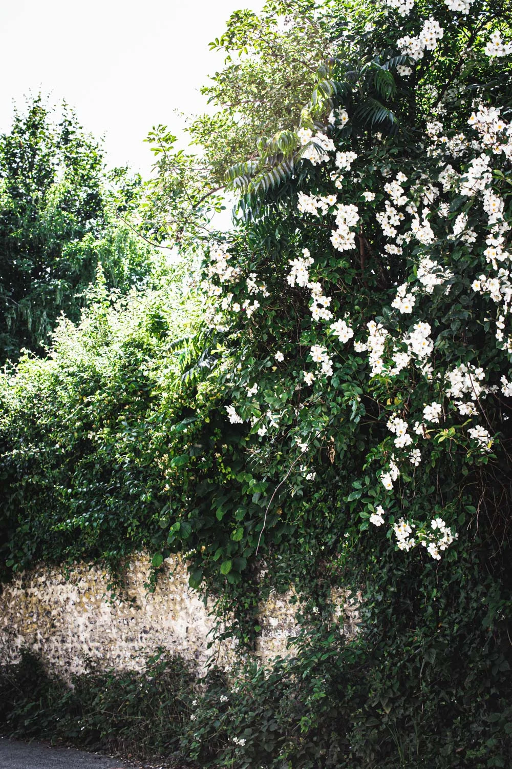 Monk's house-flowers.jpg