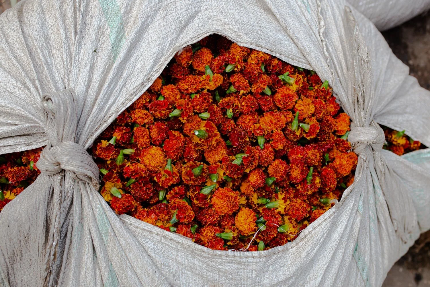 Stefania_Boglioli_INDIA_STREET-FOOD_flowers-at-the-market-00-11.jpg