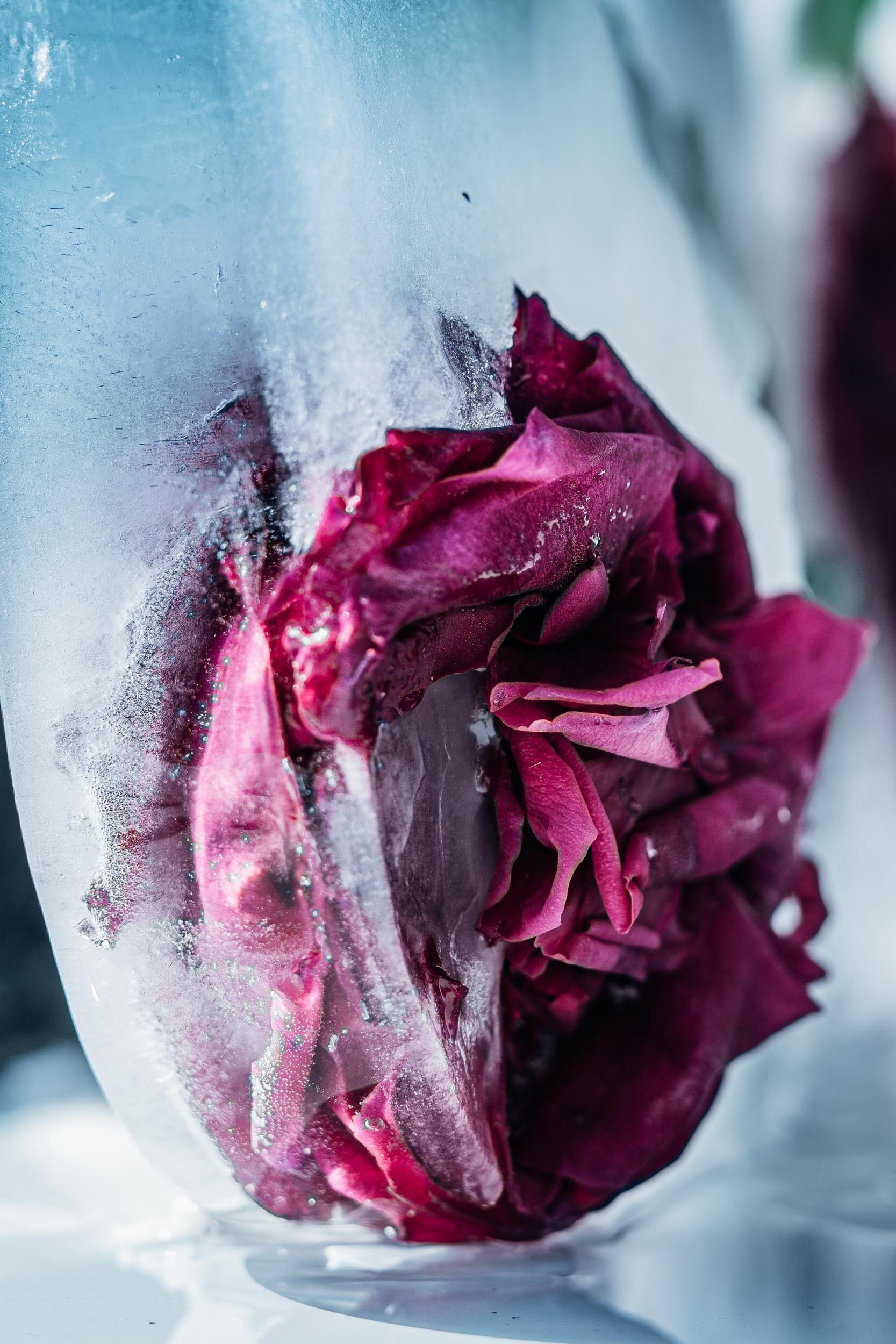 Stefania-Boglioli-#60daysofcreation-still-life-frozenbeauty-4946.jpg