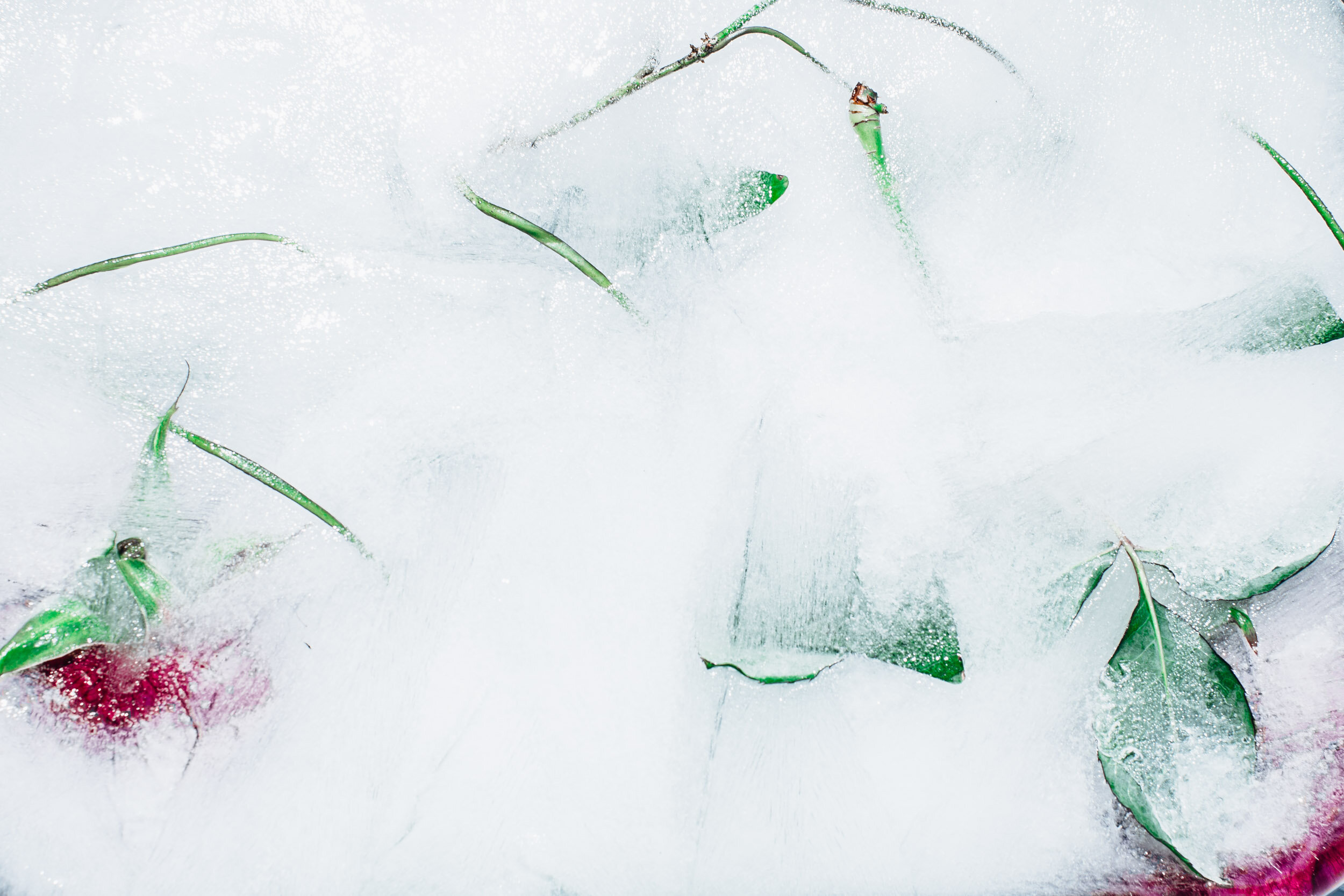 Stefania-Boglioli-Frozen-Beauty-Frozen-Roses-Web-Version-0035.jpg