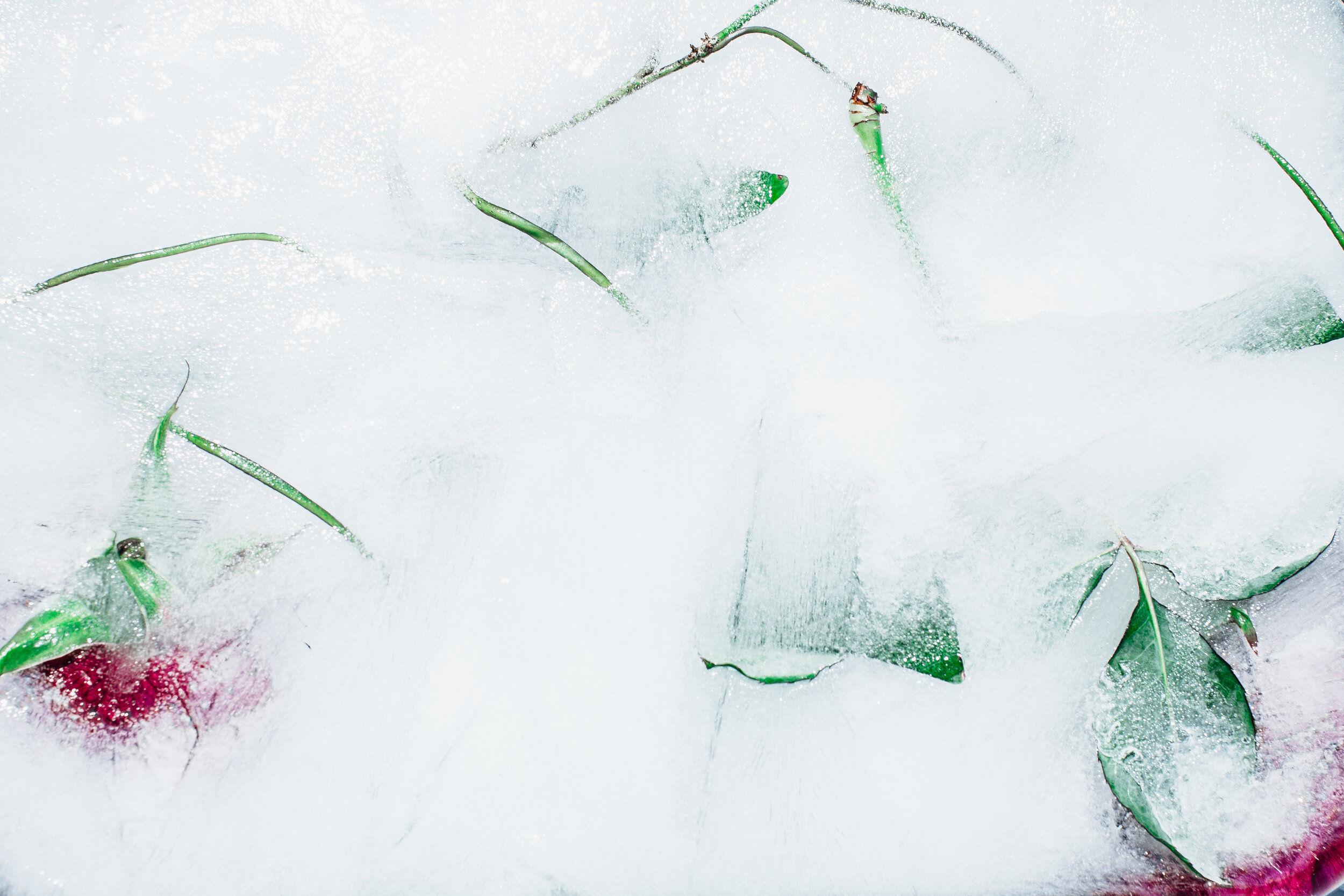 Stefania-Boglioli-Prints-Frozen-Beauty-Roses-and-Ivy-0035.jpg