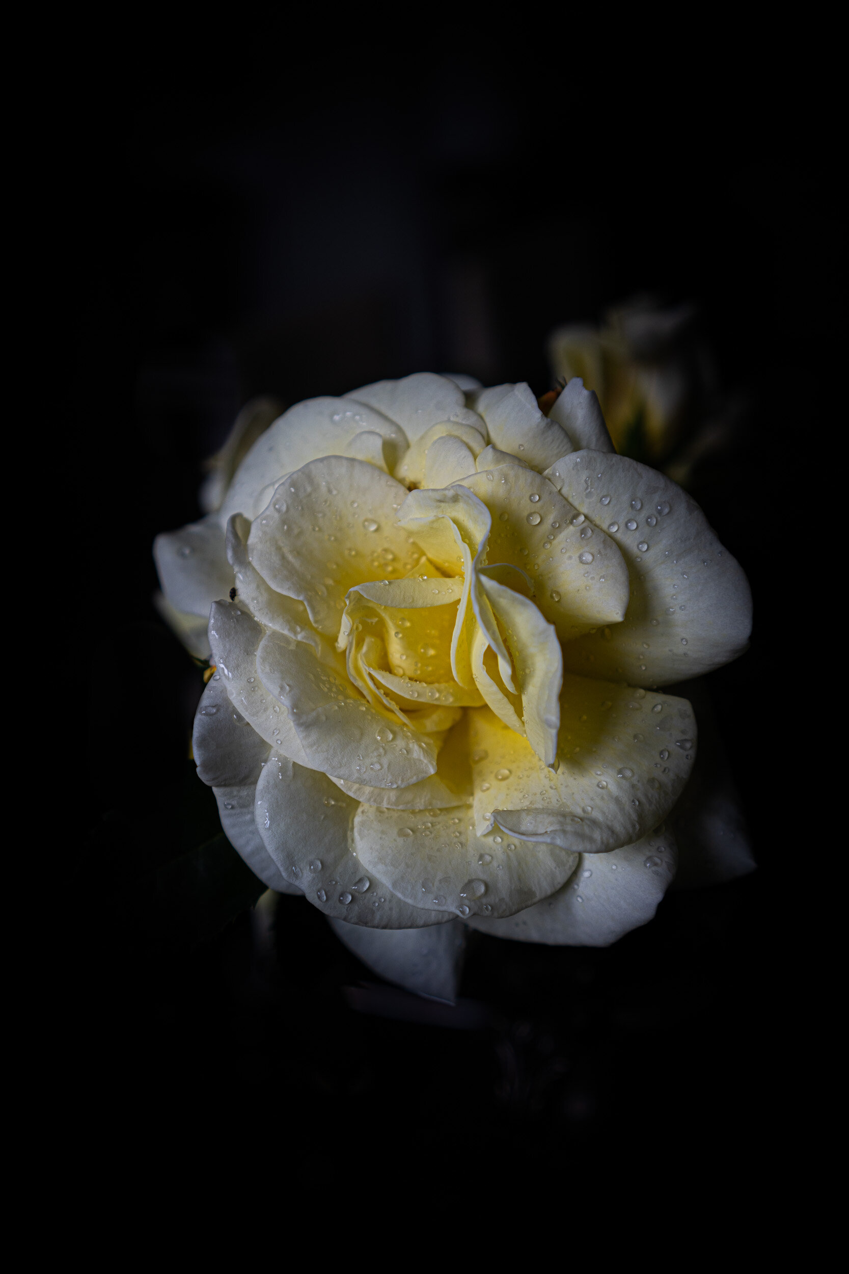 Stefania-Boglioli-Yellow-Roses-and-Dressing-Table-5157.jpg
