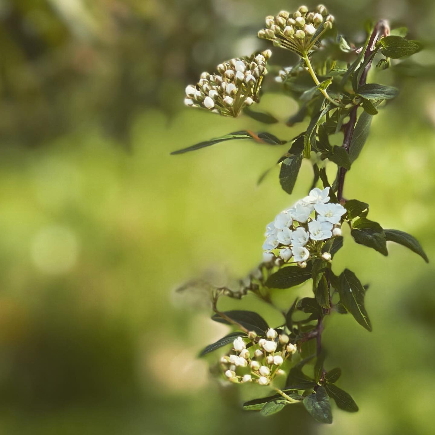 Spring surprises you every time. 
.
.
.
.
.
#springtime #springflowers #springvibes #whiteflowers #littlemoments #thawing #soulfood #floweringtrees #bushes🌳 #naturelovers #citygardens #cityparks #parchimilano