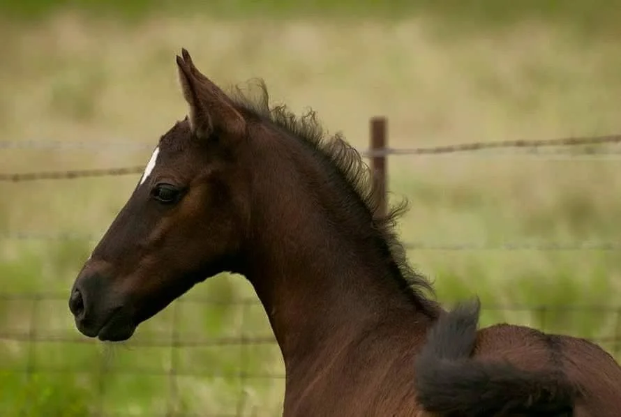 Join USLF United States Lipizzan Federation
