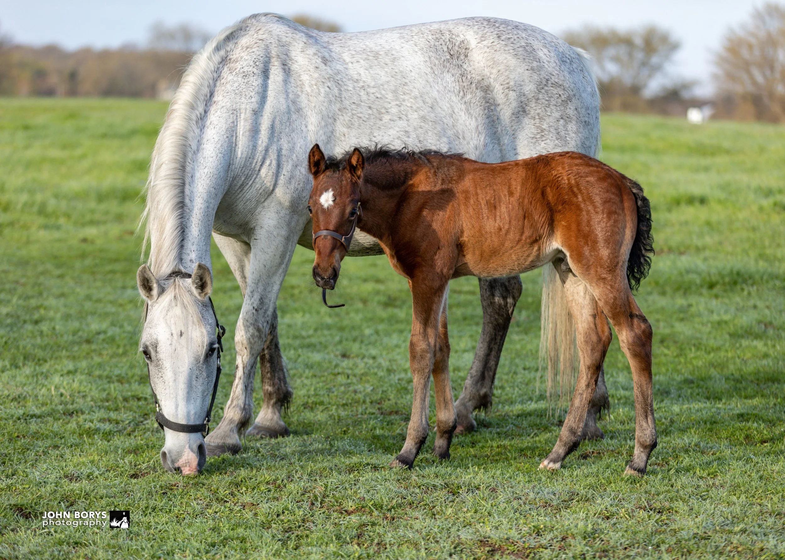 Ipl Inzza Lipizzan Breed History — Uslf , Registry — USLF – VKHVL
