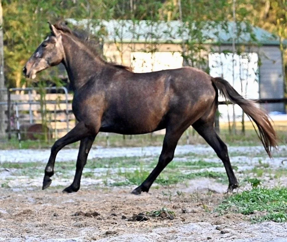 NOELLA-M. GONZALEZ.jpeg