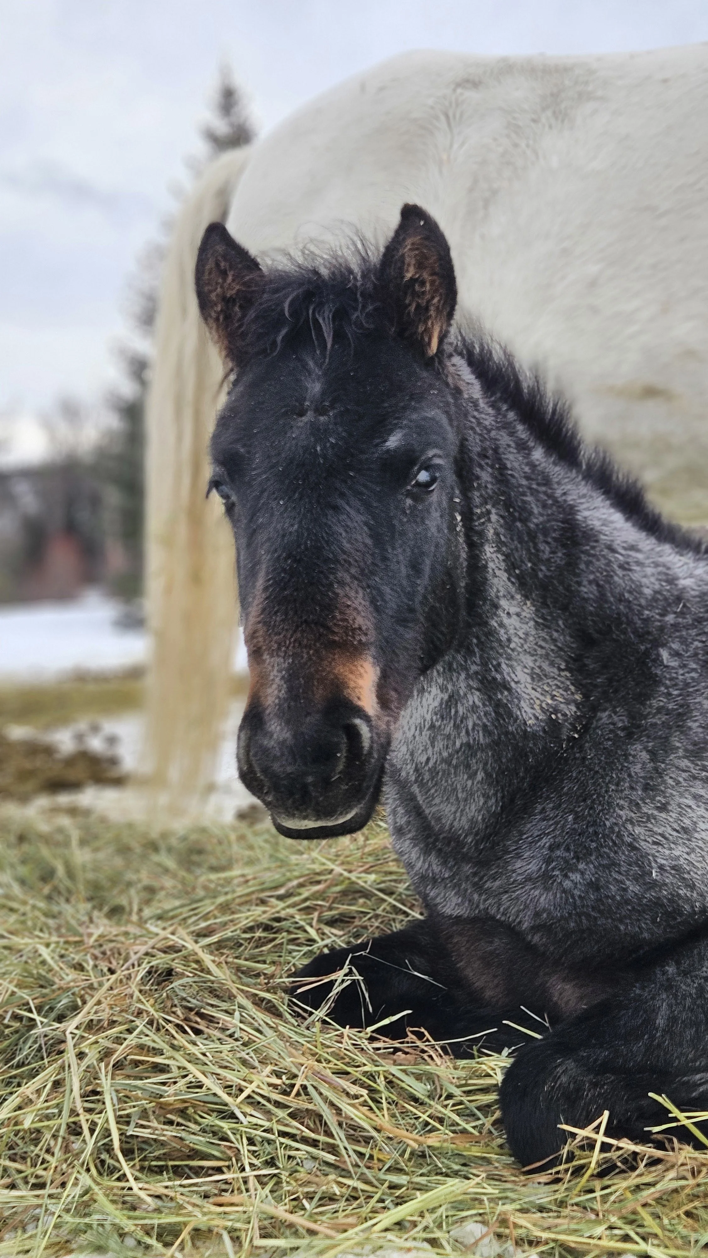 SHAKIRA 1 - LScott.jpg